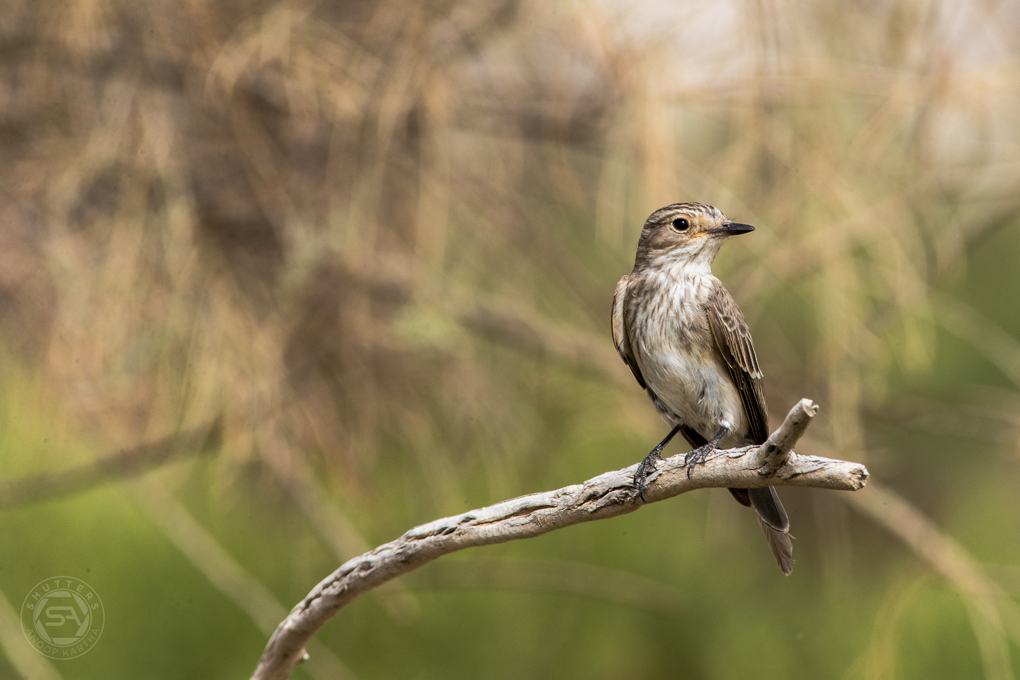 Canon EF 400mm F5.6L USM sample photo. Spotted flycatcher photography