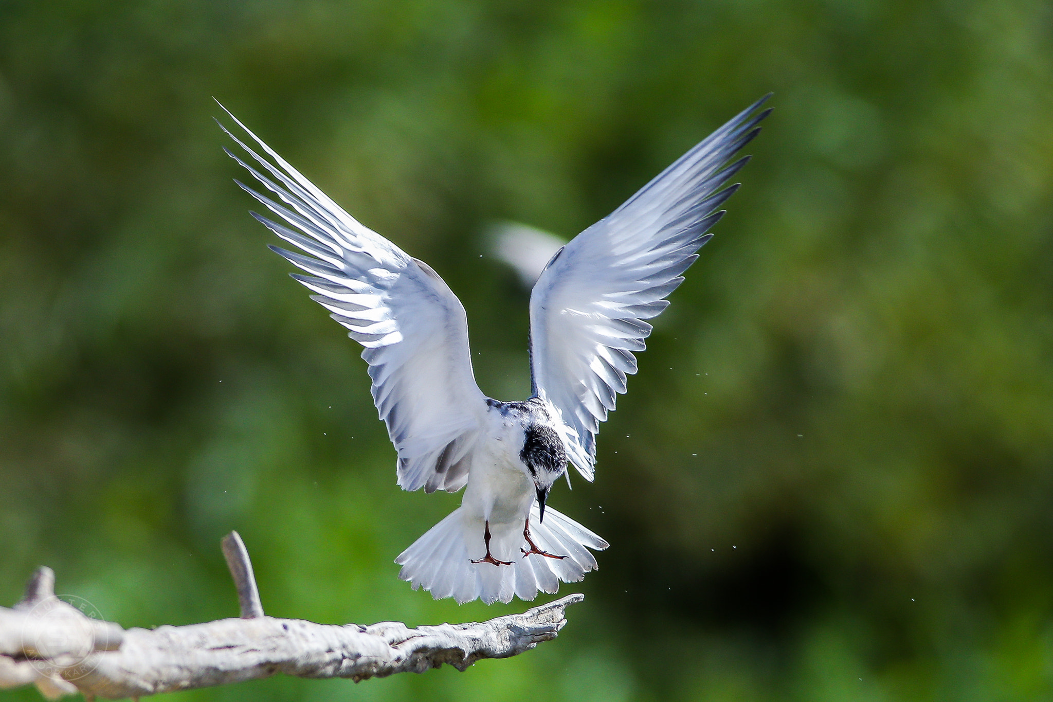 Canon EF 400mm F5.6L USM sample photo. Tern landing photography