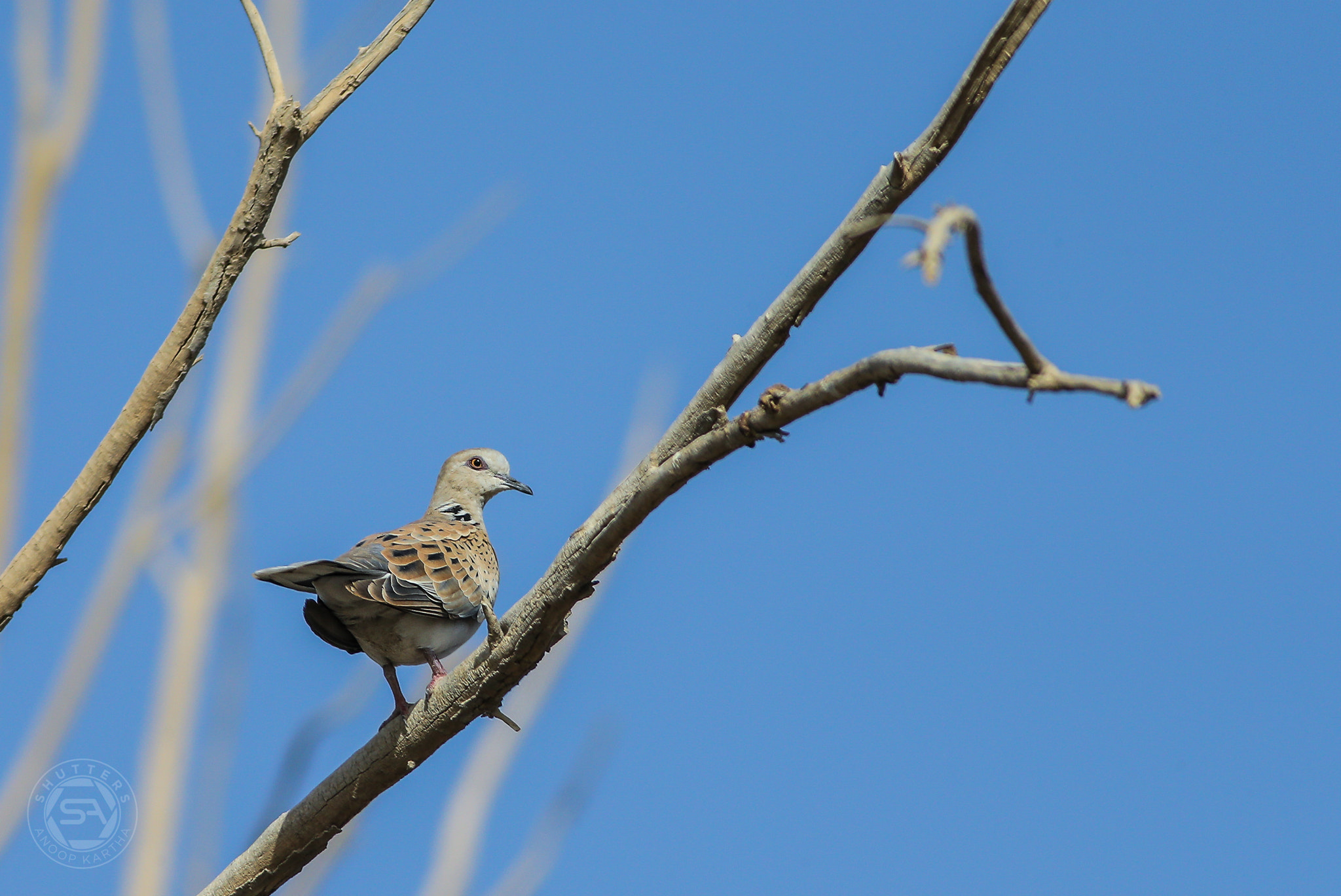 Canon EF 400mm F5.6L USM sample photo. Turtle dove photography