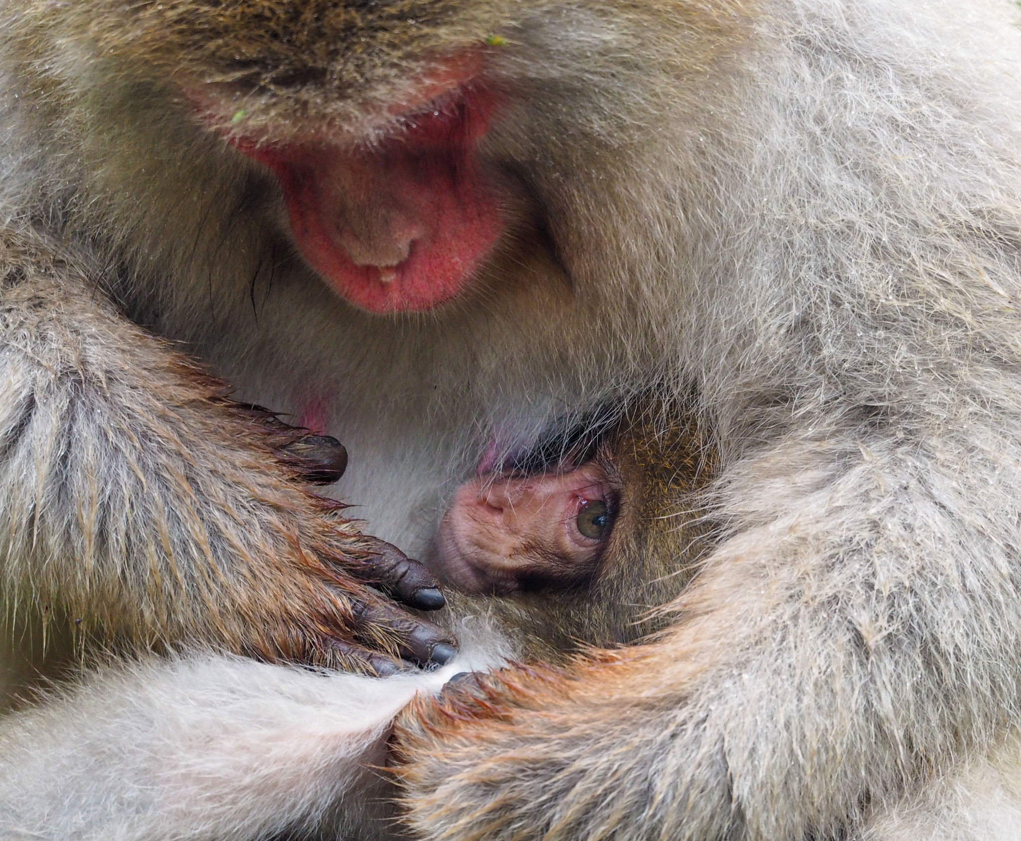 Olympus OM-D E-M5 II sample photo. A mother's embrace photography