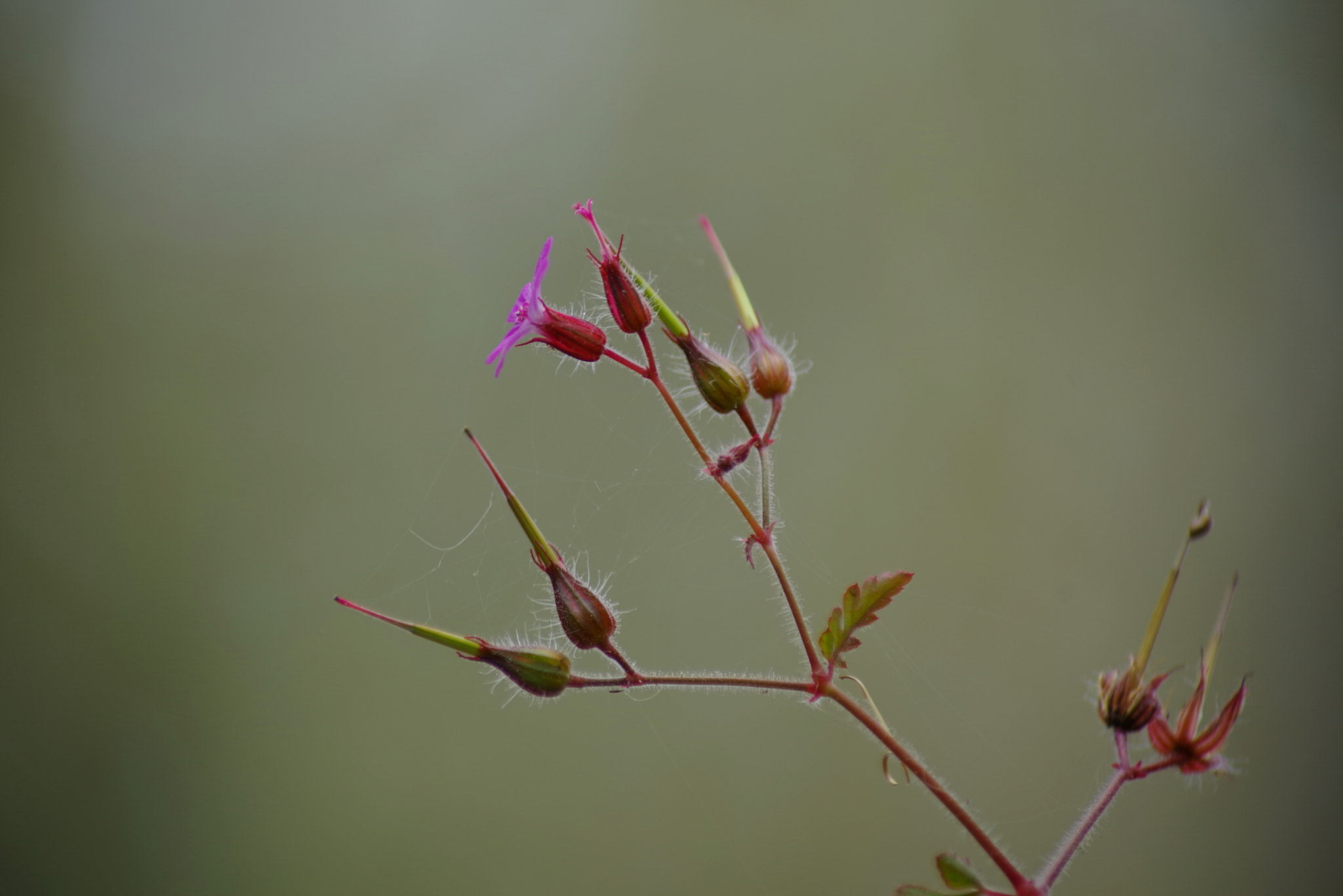 Pentax K-1 sample photo. Little flower photography