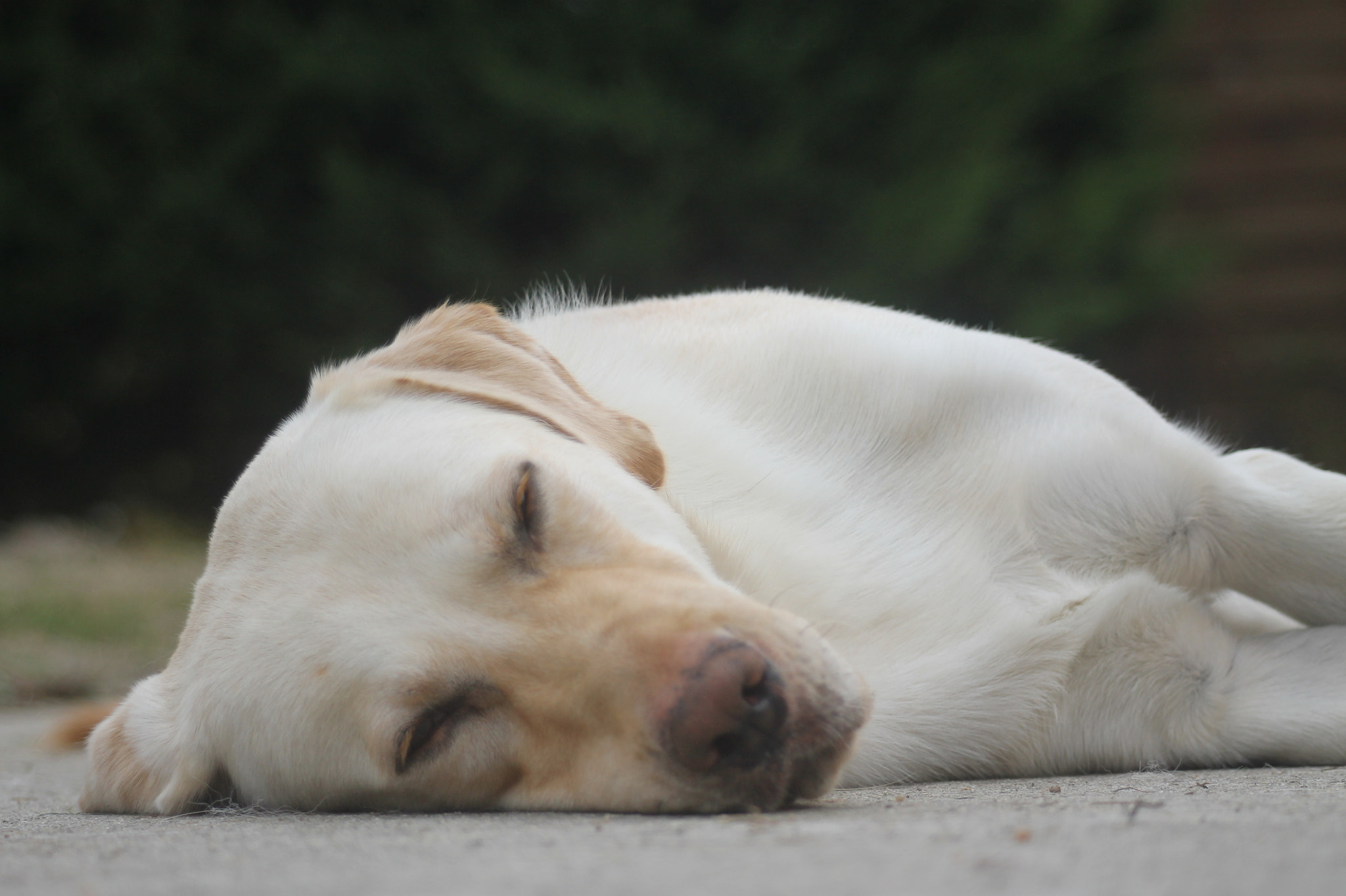 Canon EF 80-200mm F4.5-5.6 II sample photo. Sleeping beauty photography