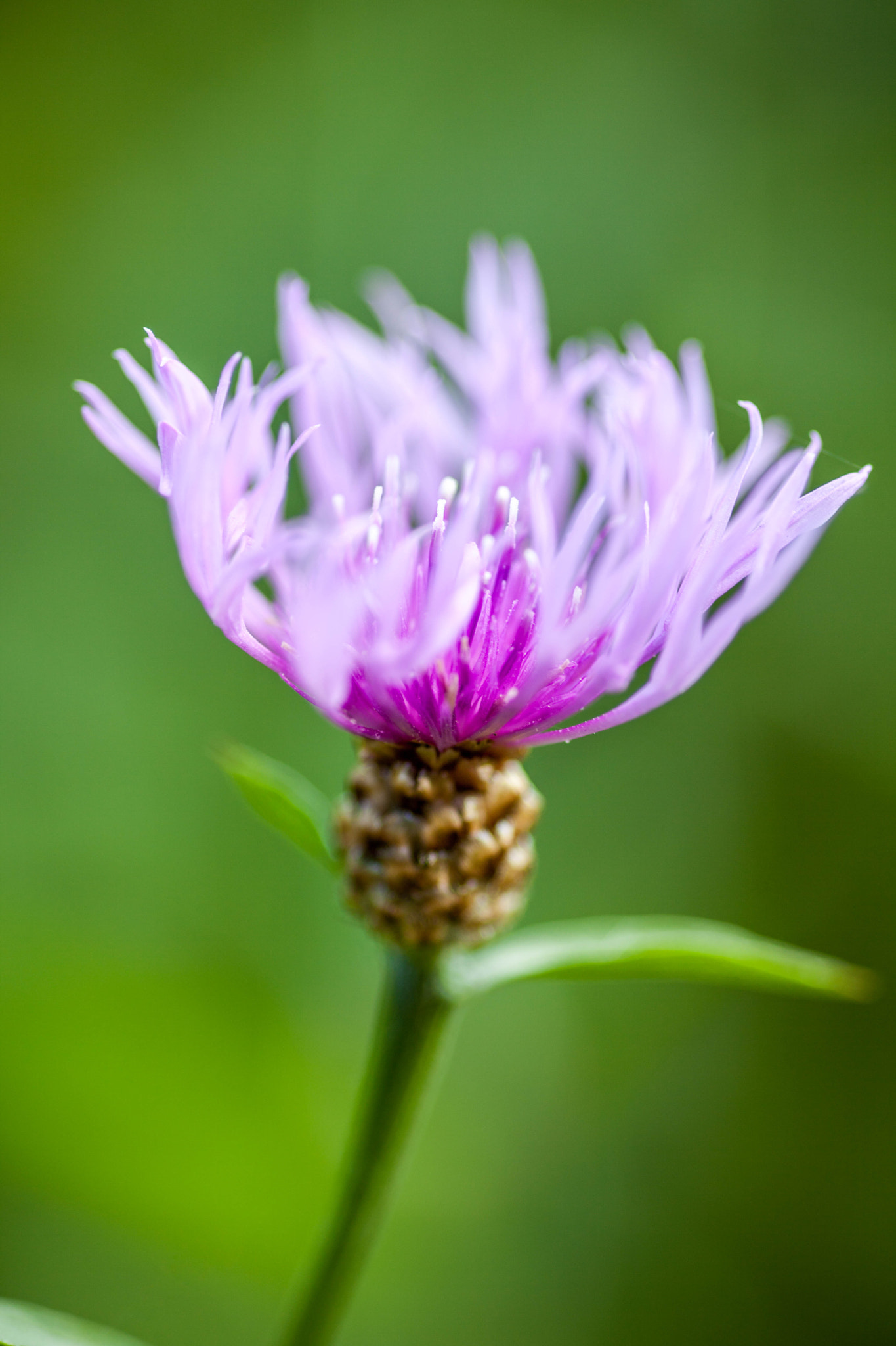 Sigma 105mm F2.8 EX DG Macro sample photo. Herbstblüte photography