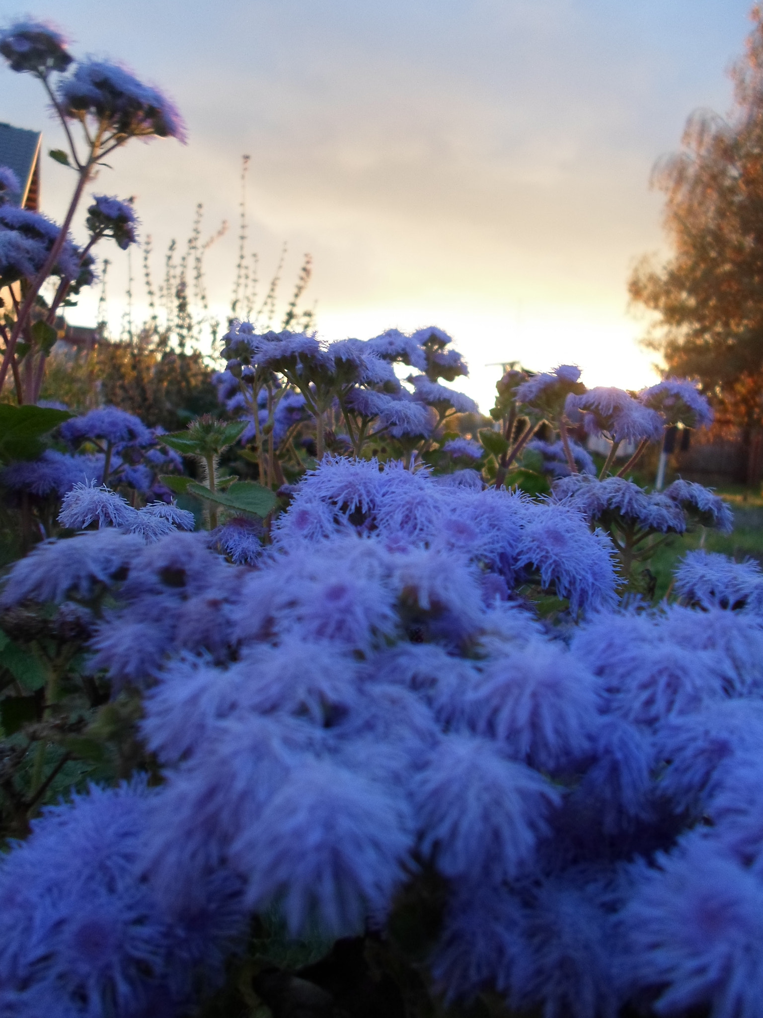 Samsung ST66 / ST68 sample photo. Blue flowers photography