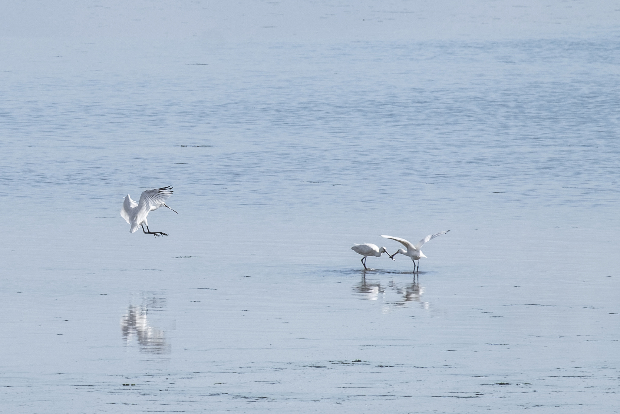 Fujifilm X-T1 sample photo. Spoonbill photography