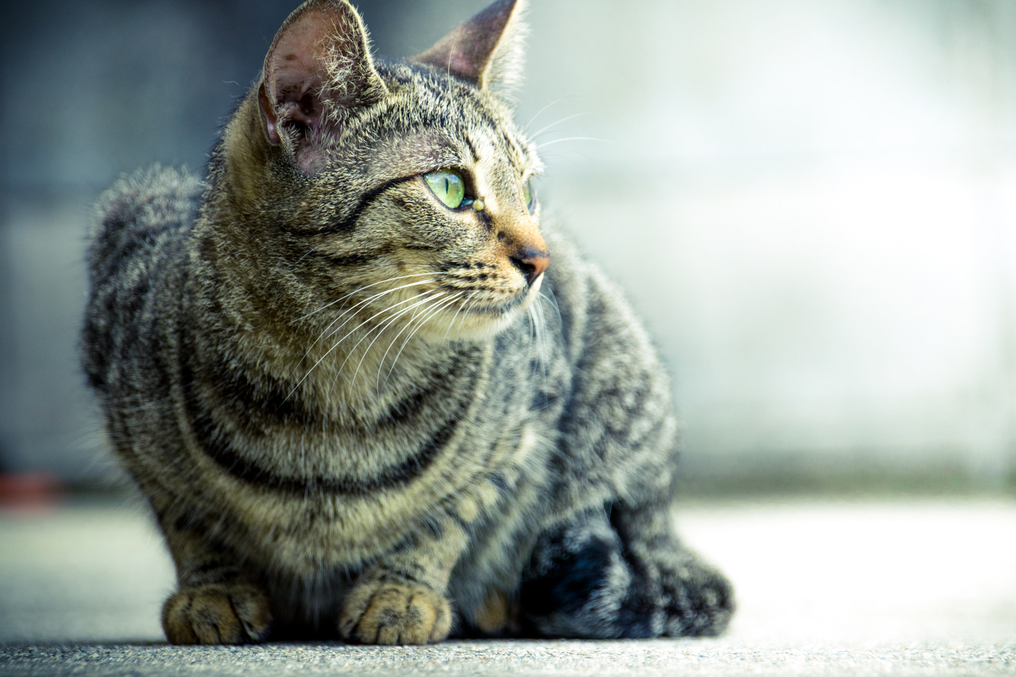 Sigma 18-250mm F3.5-6.3 DC OS HSM sample photo. Beauty eyes photography