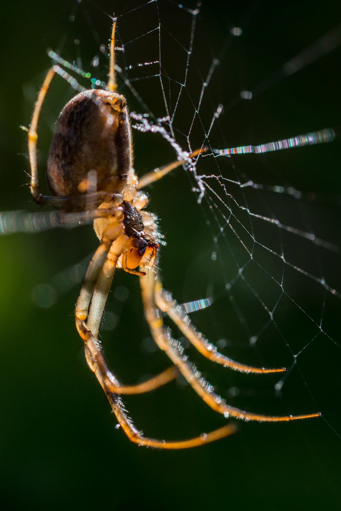 Nikon D800 + Sigma 50mm F2.8 EX DG Macro sample photo. Spider ii photography