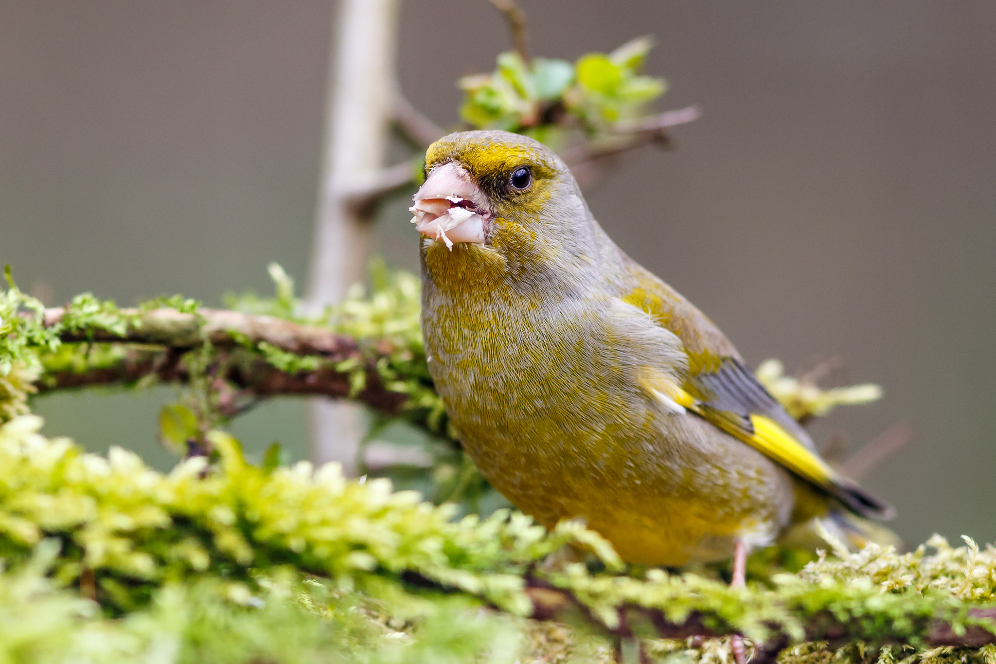 Canon EF 300mm F4L IS USM sample photo. European greenfinch photography