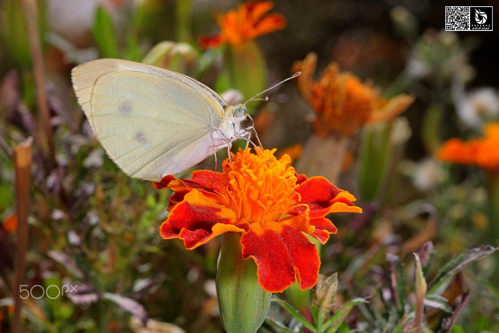 Canon EOS 60D + Tamron SP AF 90mm F2.8 Di Macro sample photo. Butterfly photography