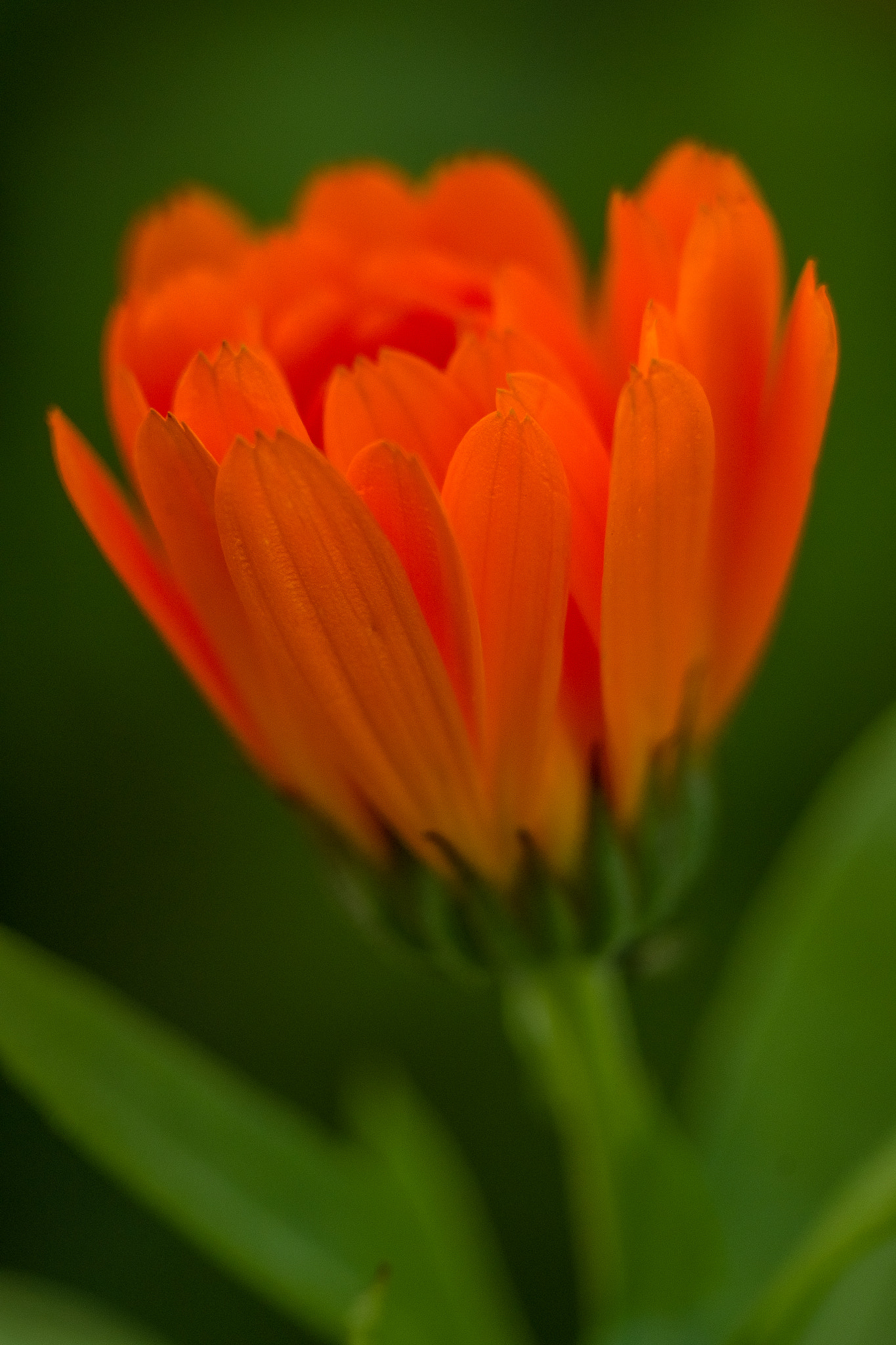 Pentax K-S2 + smc PENTAX-FA MACRO 100mm F3.5 sample photo. A glowing flower photography