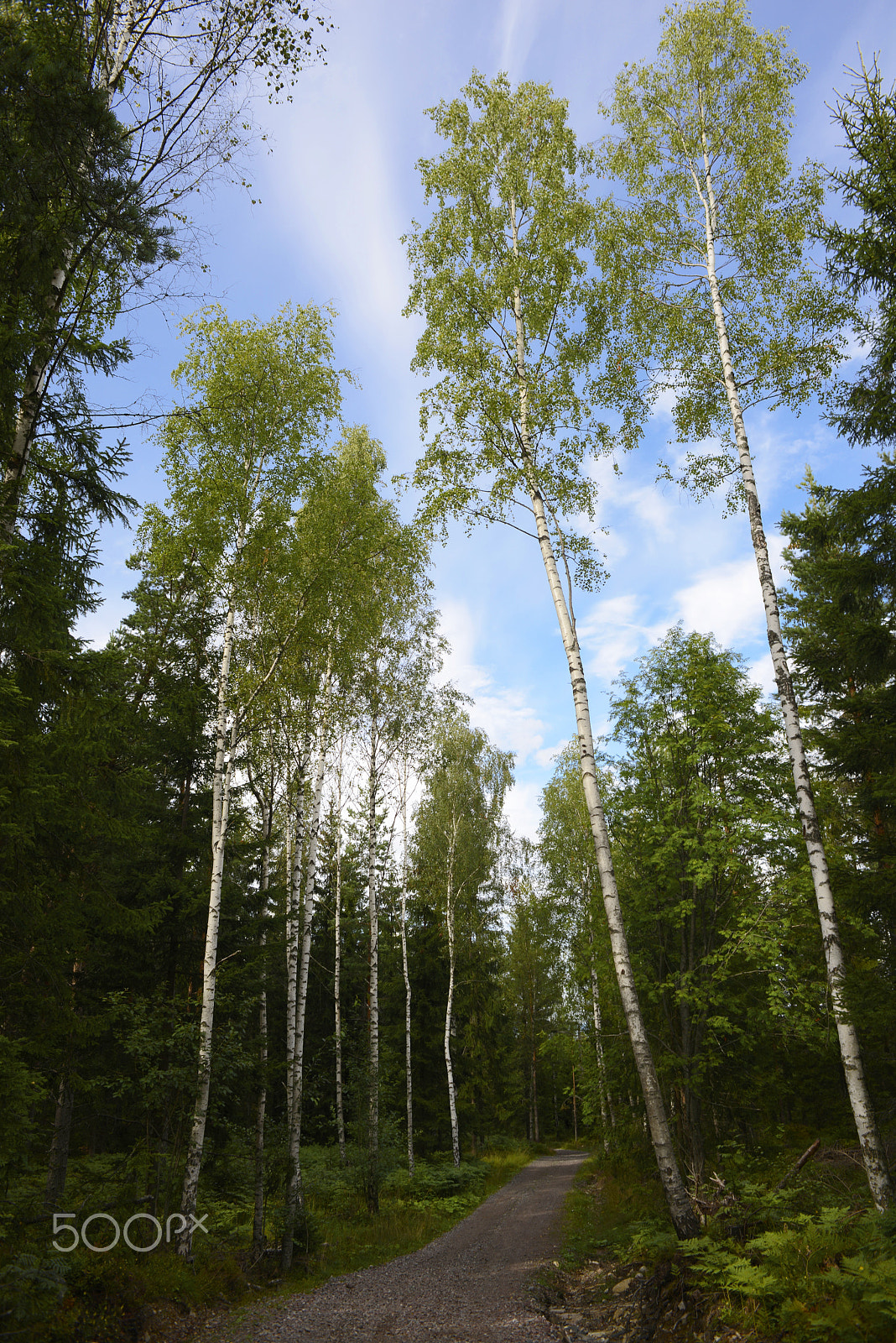 Nikon D800 + AF Nikkor 24mm f/2.8 sample photo. Birches photography