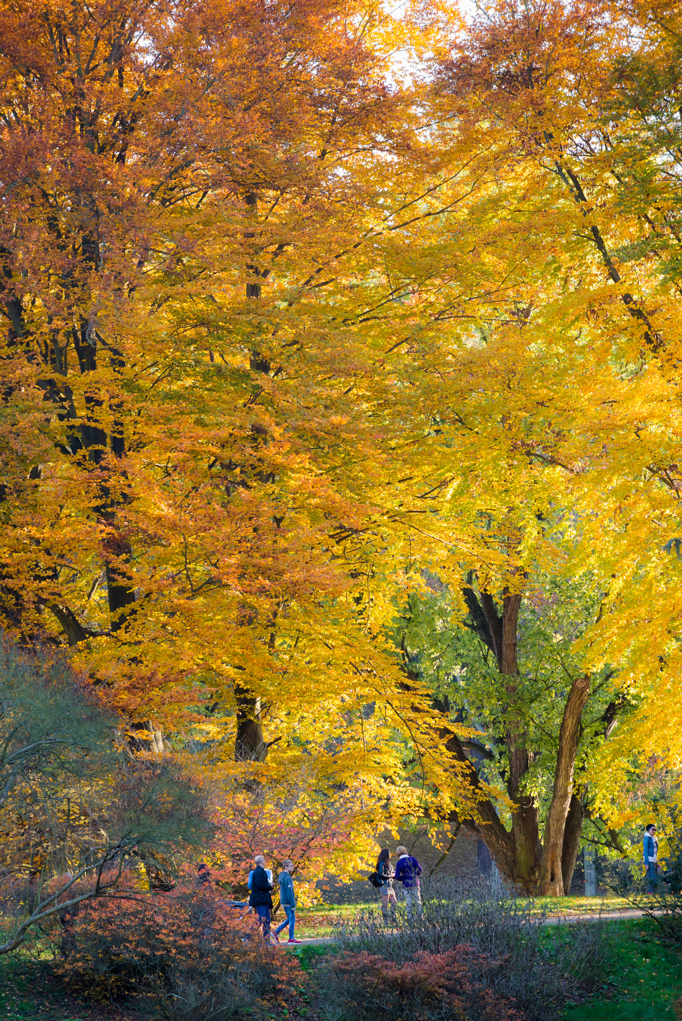 Nikon AF-S Nikkor 70-200mm F4G ED VR sample photo. Impressionist autumn photography