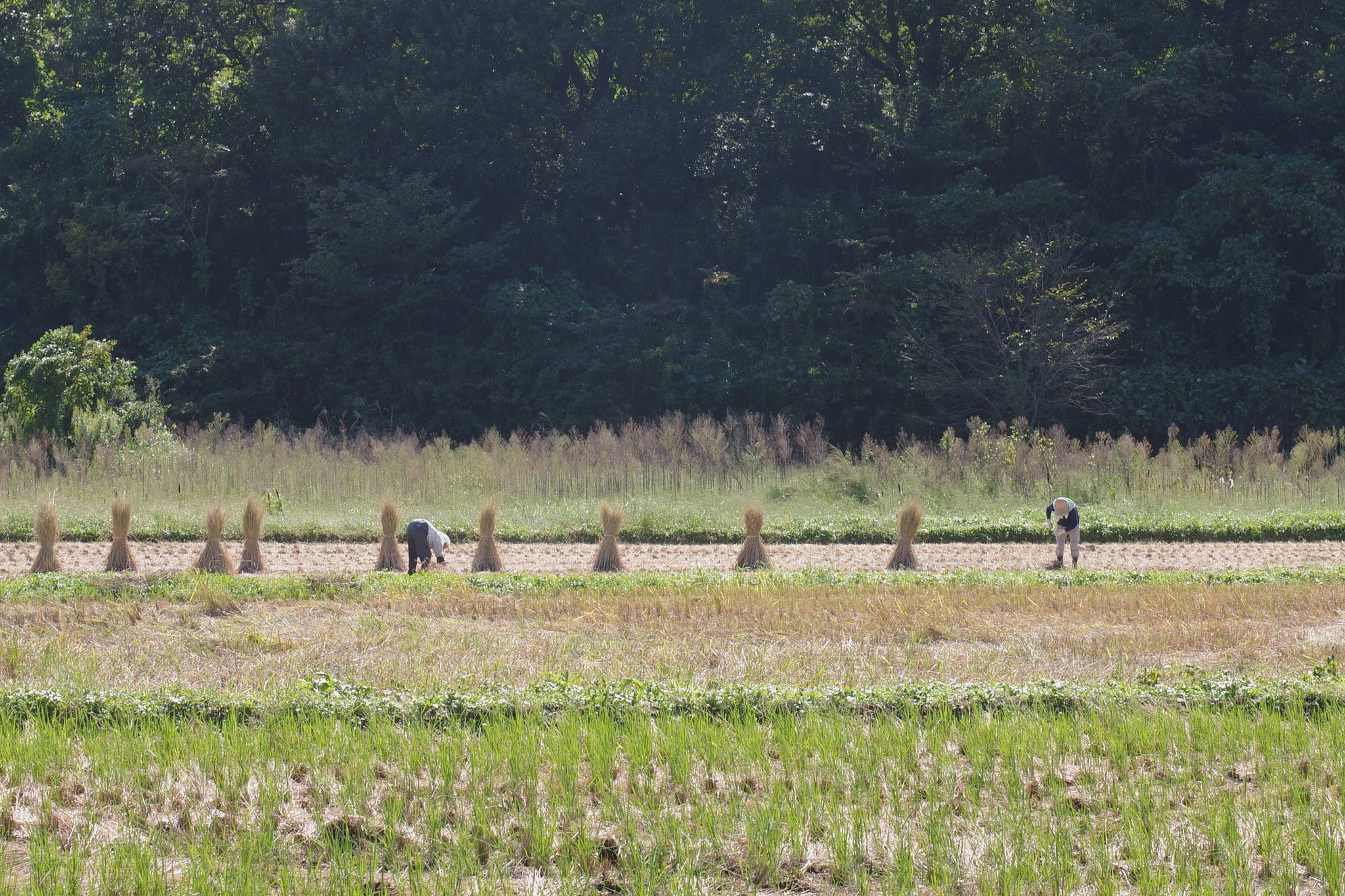 Pentax K-3 + Pentax smc DA* 55mm F1.4 SDM sample photo. Ear of rice photography