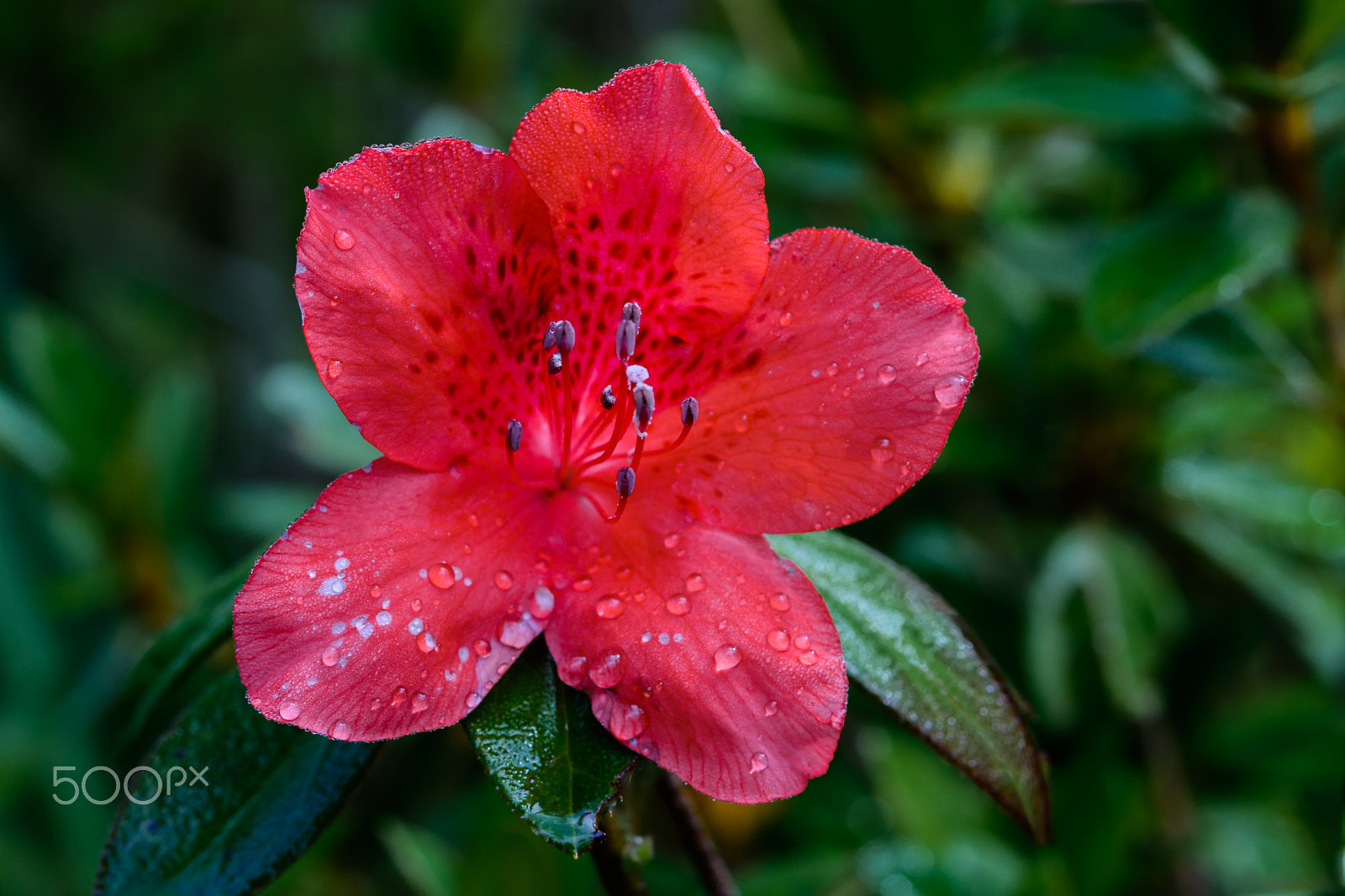 Nikon D5200 + Nikon AF-S Micro-Nikkor 60mm F2.8G ED sample photo. Rhododendron arboreum flower photography