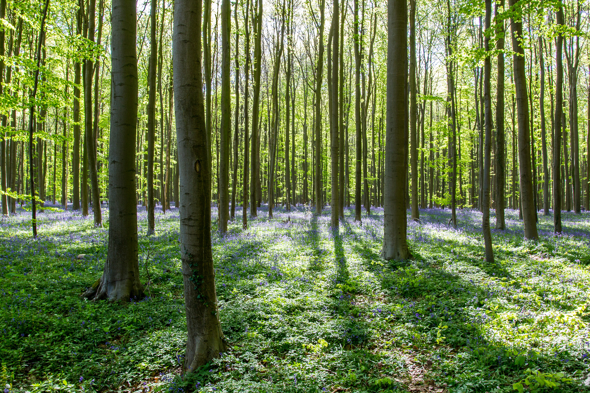 Sigma 18-35mm f/1.8 DC HSM sample photo. Hallerbos photography