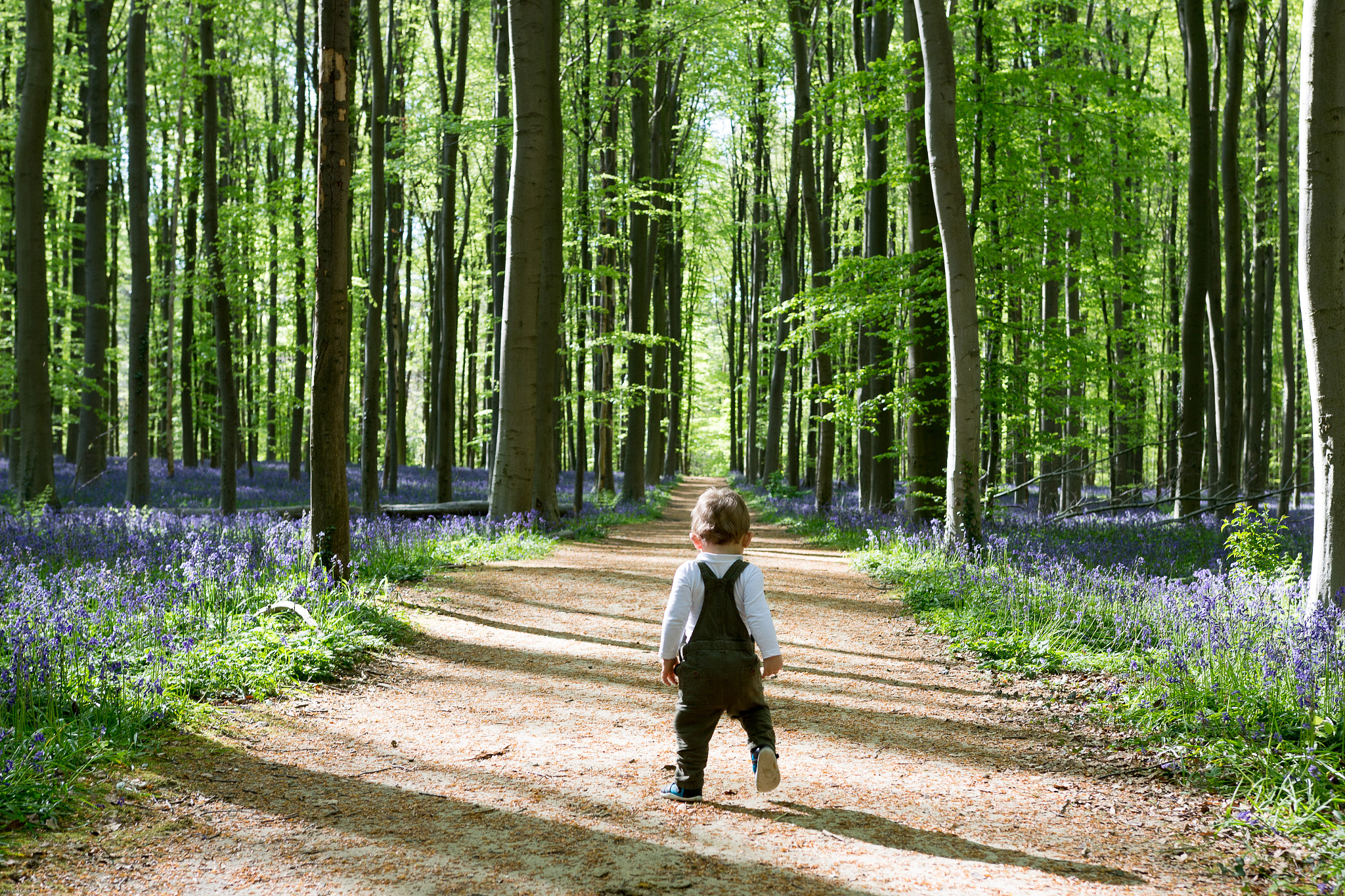 Sigma 18-35mm f/1.8 DC HSM sample photo. Hallerbos photography