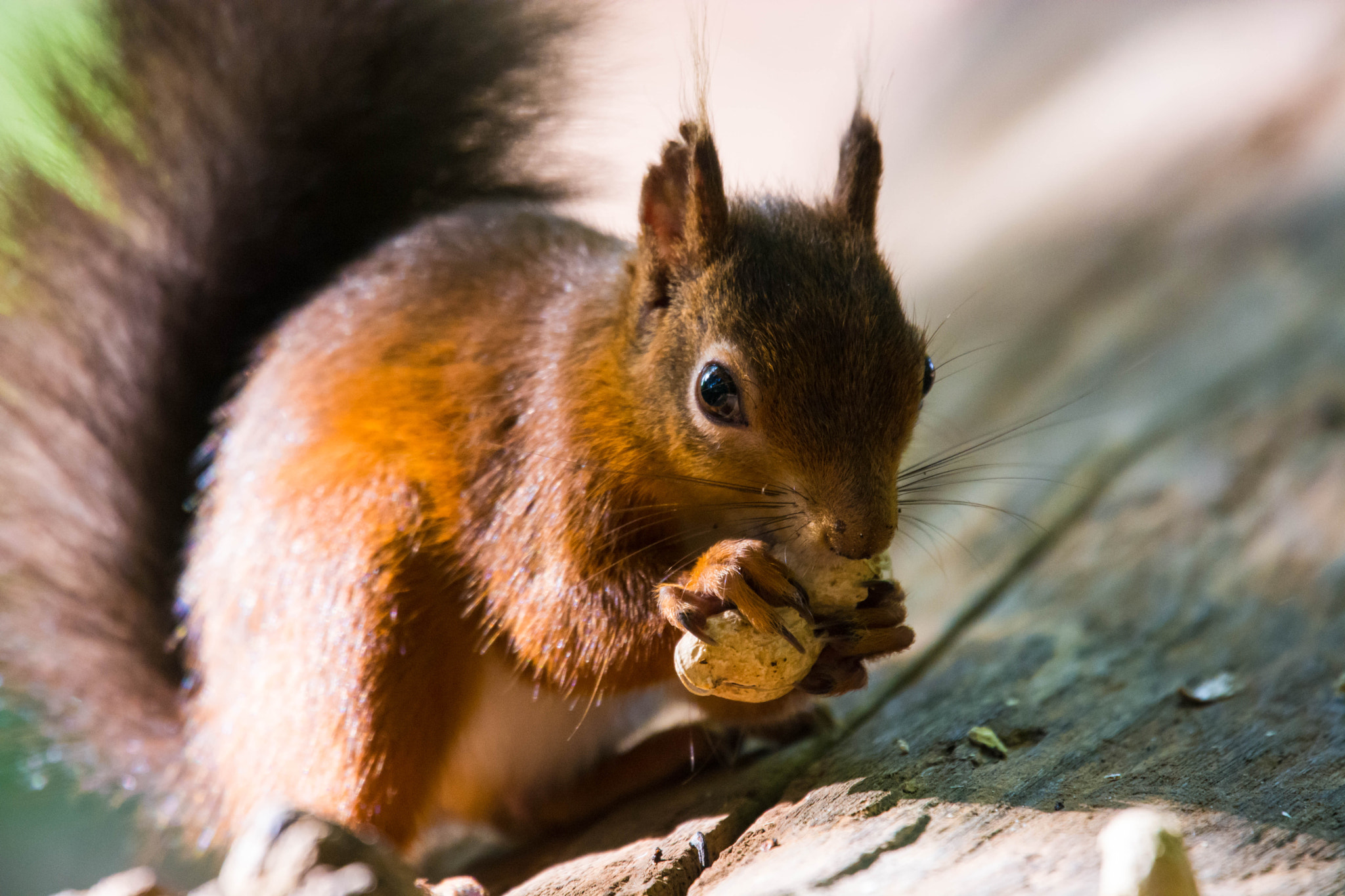 Nikon Nikkor AF-S 300mm F4E PF ED VR sample photo. Red squirrel photography