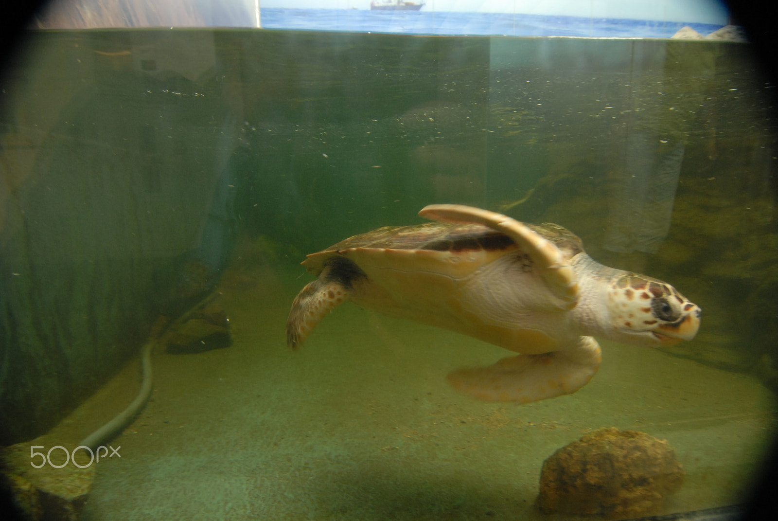 Nikon D200 sample photo. Tortuga boba. photography