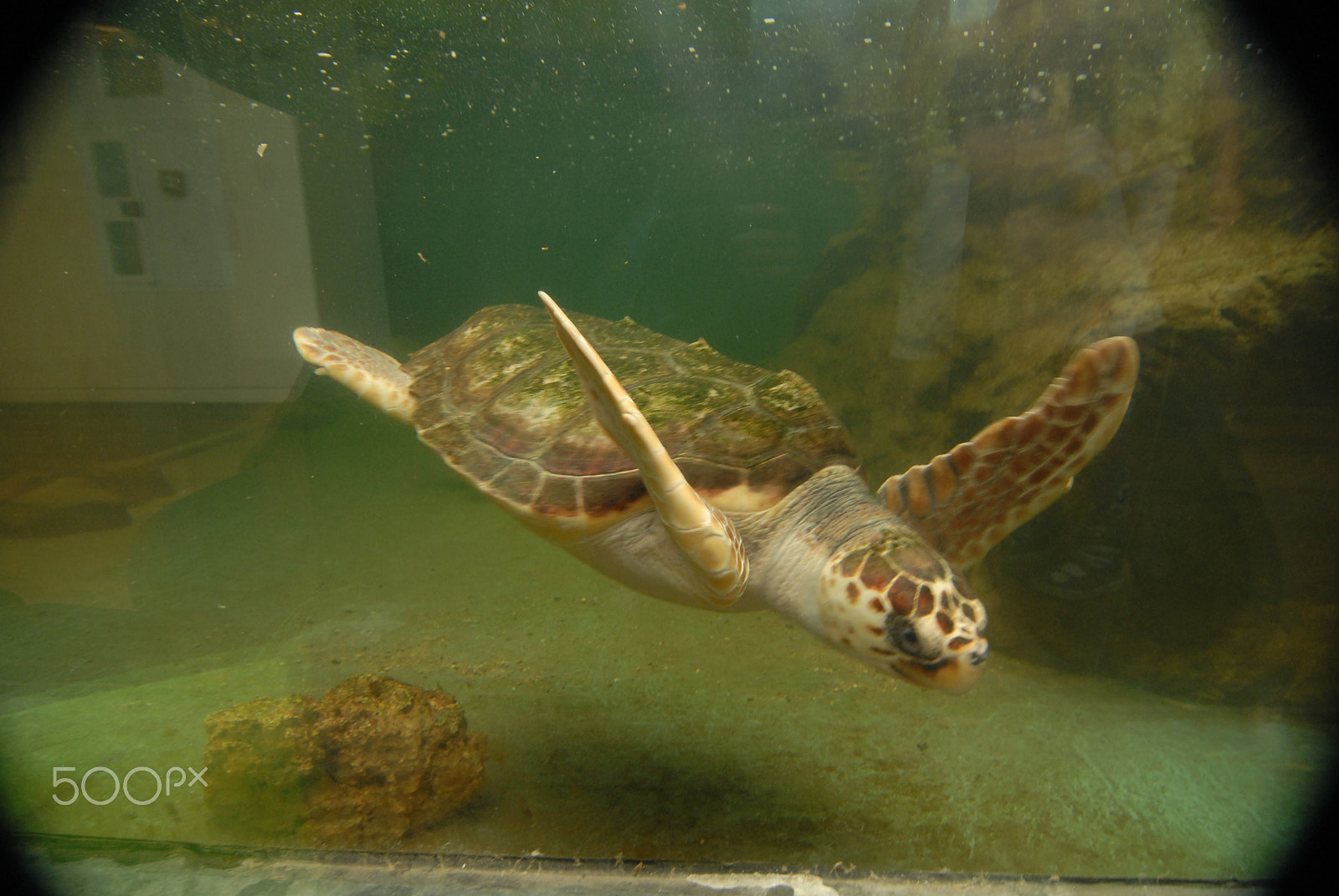 Nikon D200 sample photo. Tortuga boba. photography