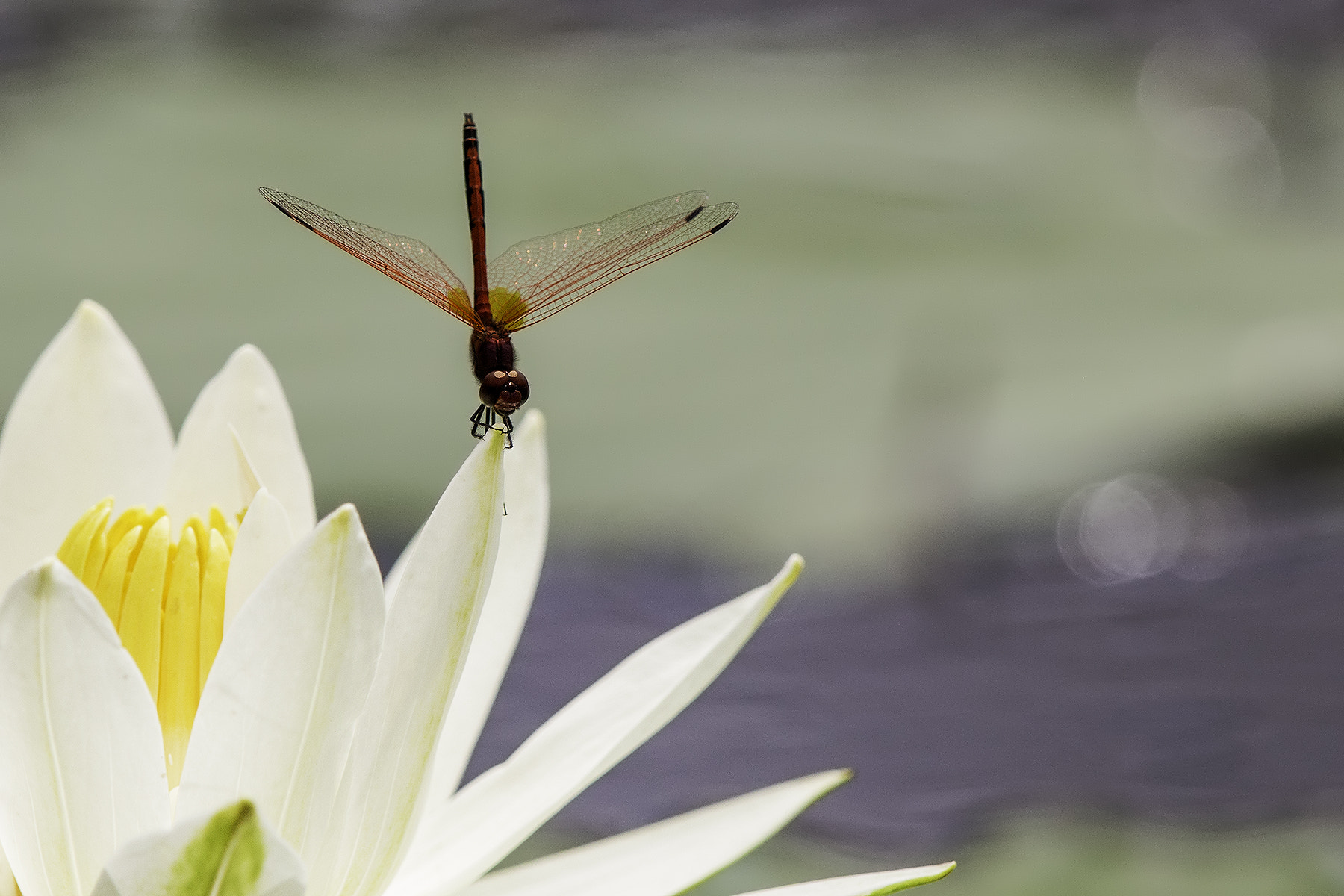 Canon EF 600mm F4L IS II USM sample photo. Take-off photography