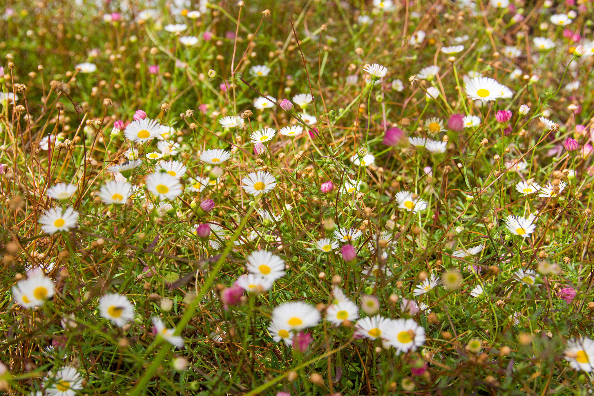 Canon EOS 600D (Rebel EOS T3i / EOS Kiss X5) + Sigma 24-105mm f/4 DG OS HSM | A sample photo. Daisies photography