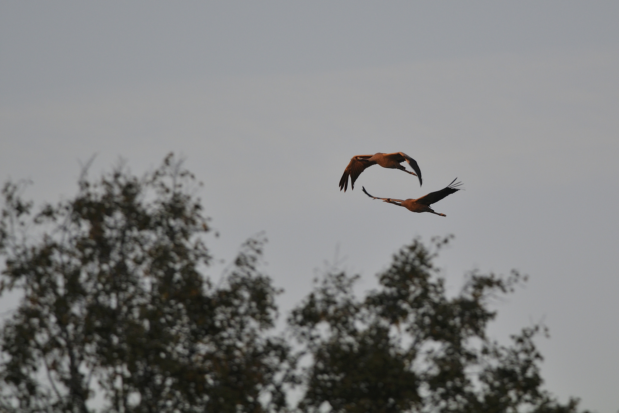 Nikon D300S + Nikon AF-S Nikkor 300mm F4D ED-IF sample photo. The duet of cranes photography