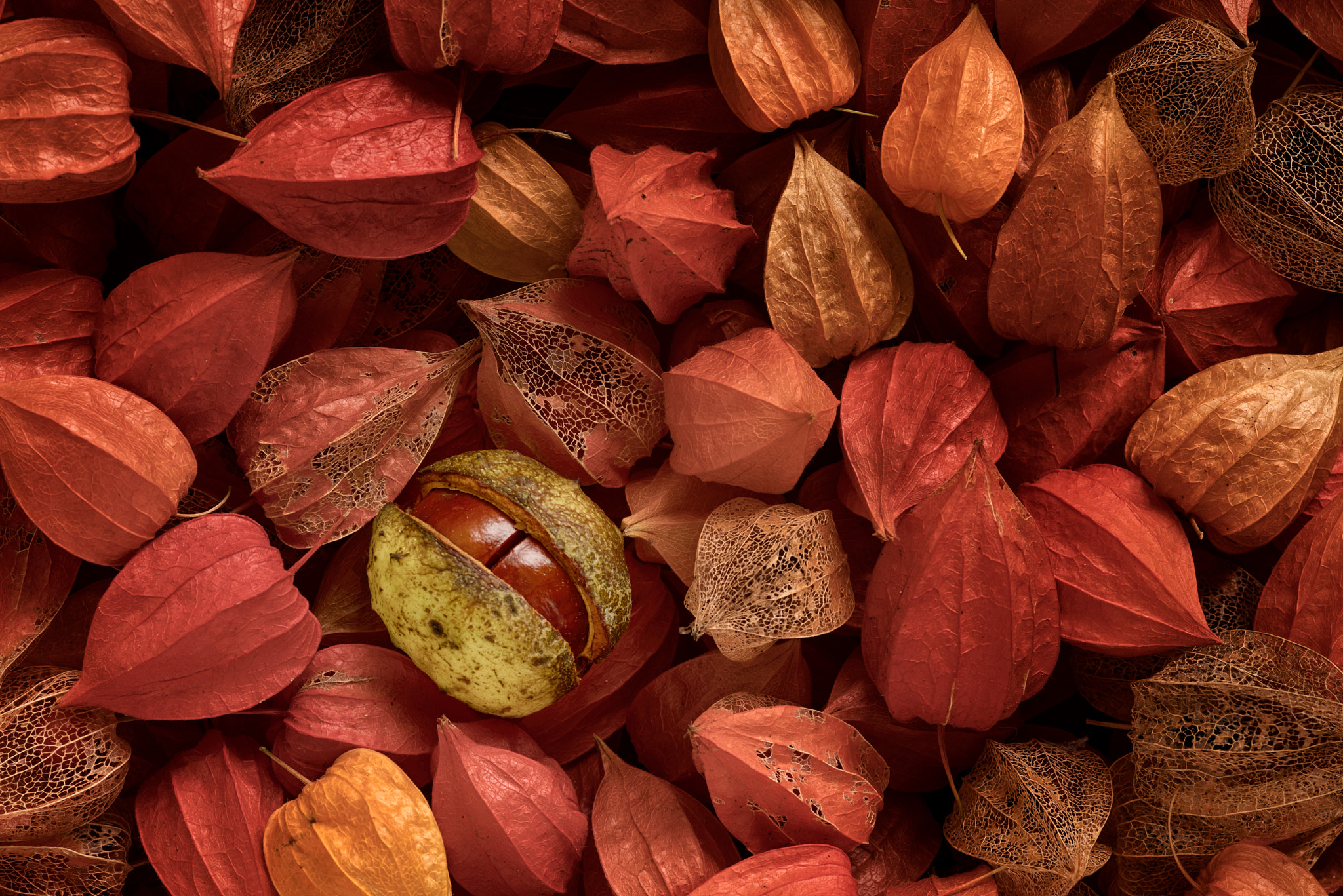 Pentax K-1 + Sigma sample photo. Autumn harvest photography