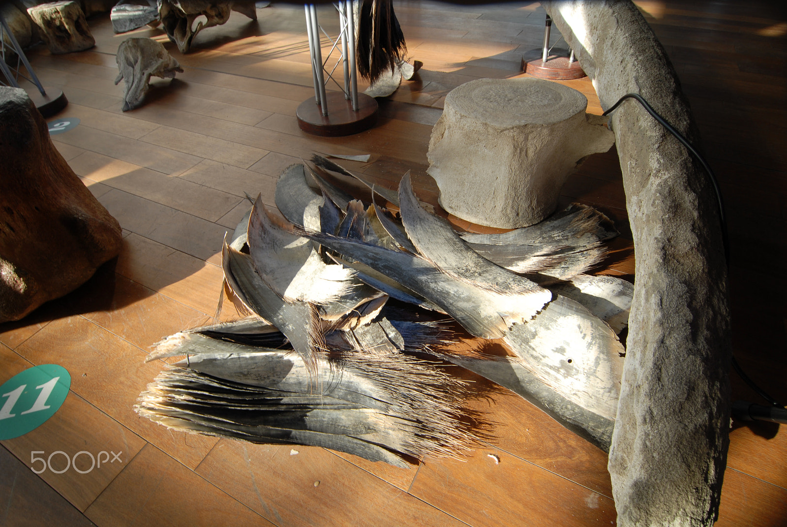 Nikon D200 sample photo. Ballena yubarta, restos esqueleto.. photography