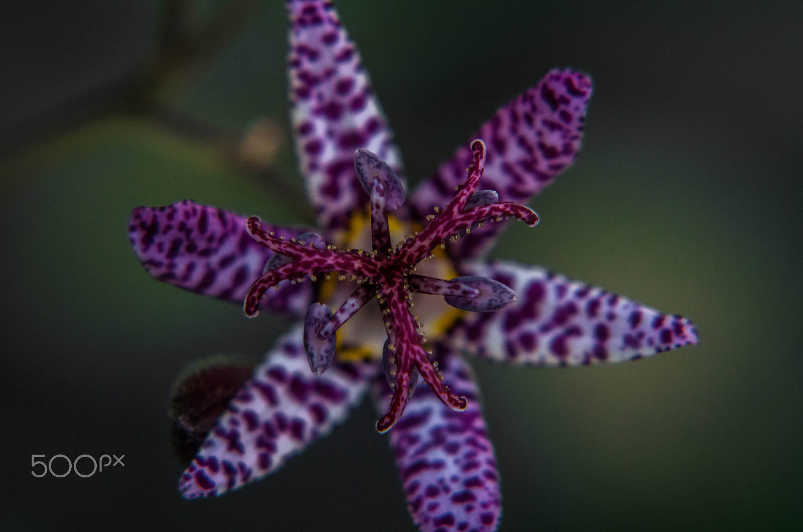 Pentax K-50 sample photo. Toad lilly photography