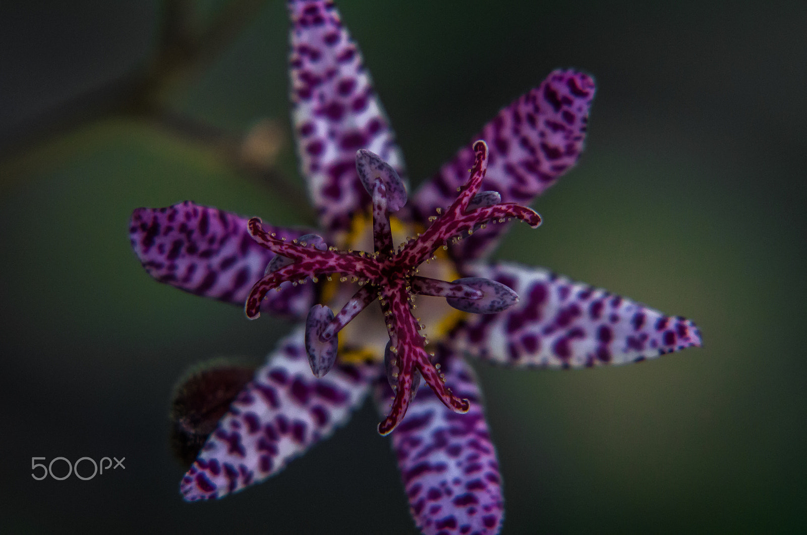 Tamron AF 70-300mm F4-5.6 Di LD Macro sample photo. Toad lilly photography