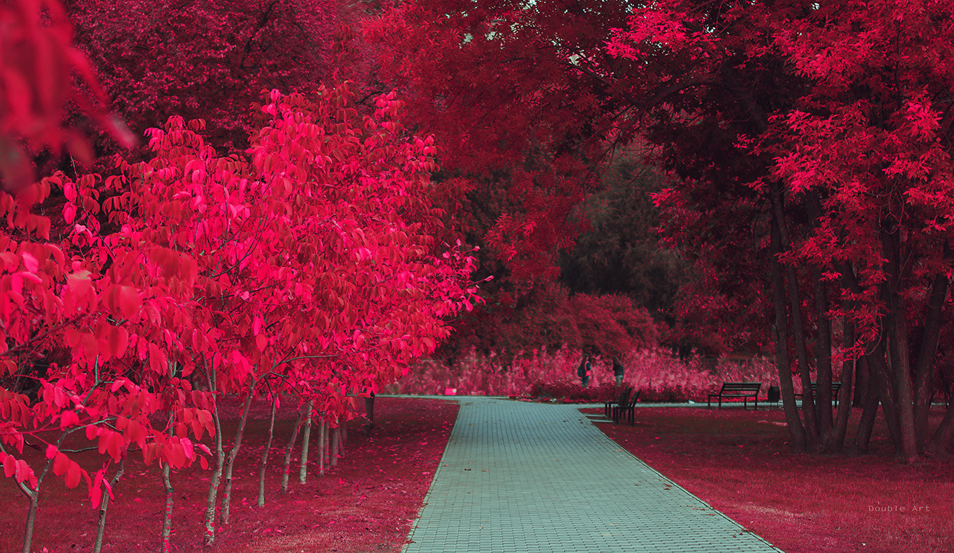 Sigma 70-200mm F2.8 EX DG OS HSM sample photo. Dendrarium photography