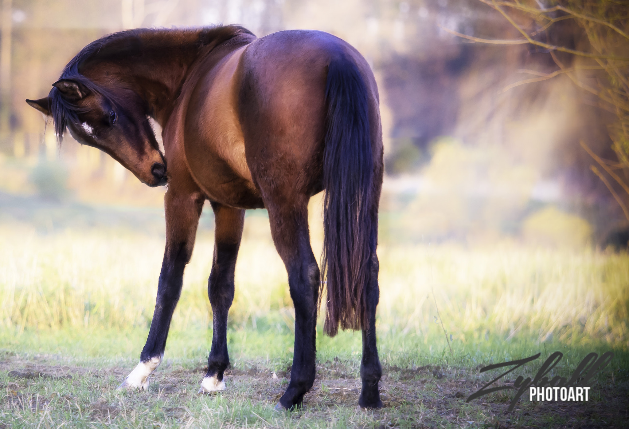 Olympus M.Zuiko Digital ED 40-150mm F2.8 Pro sample photo. Horse in a fairy tale forest photography