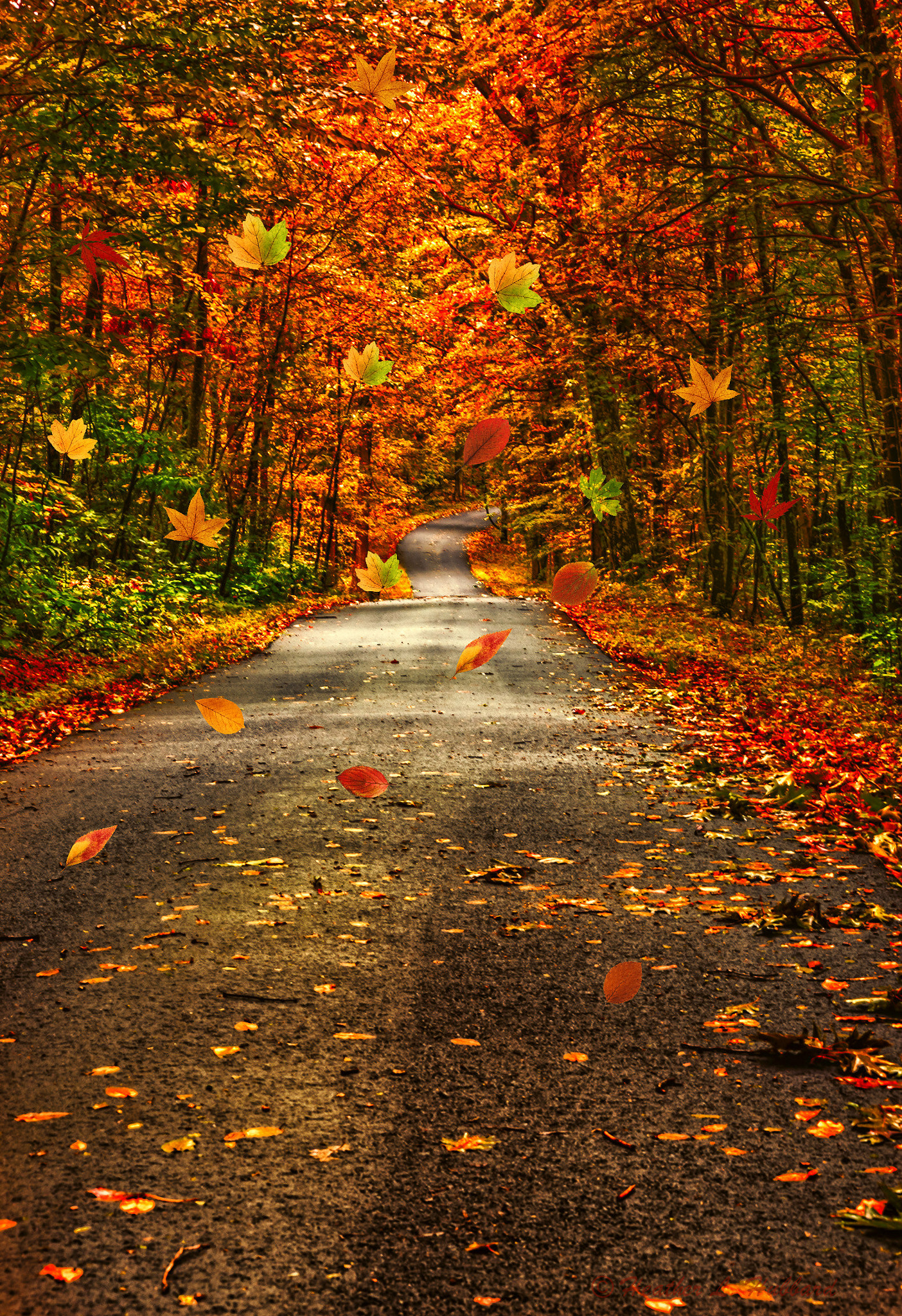 Sigma 70-300mm F4-5.6 APO DG Macro sample photo. Autumn's highway photography
