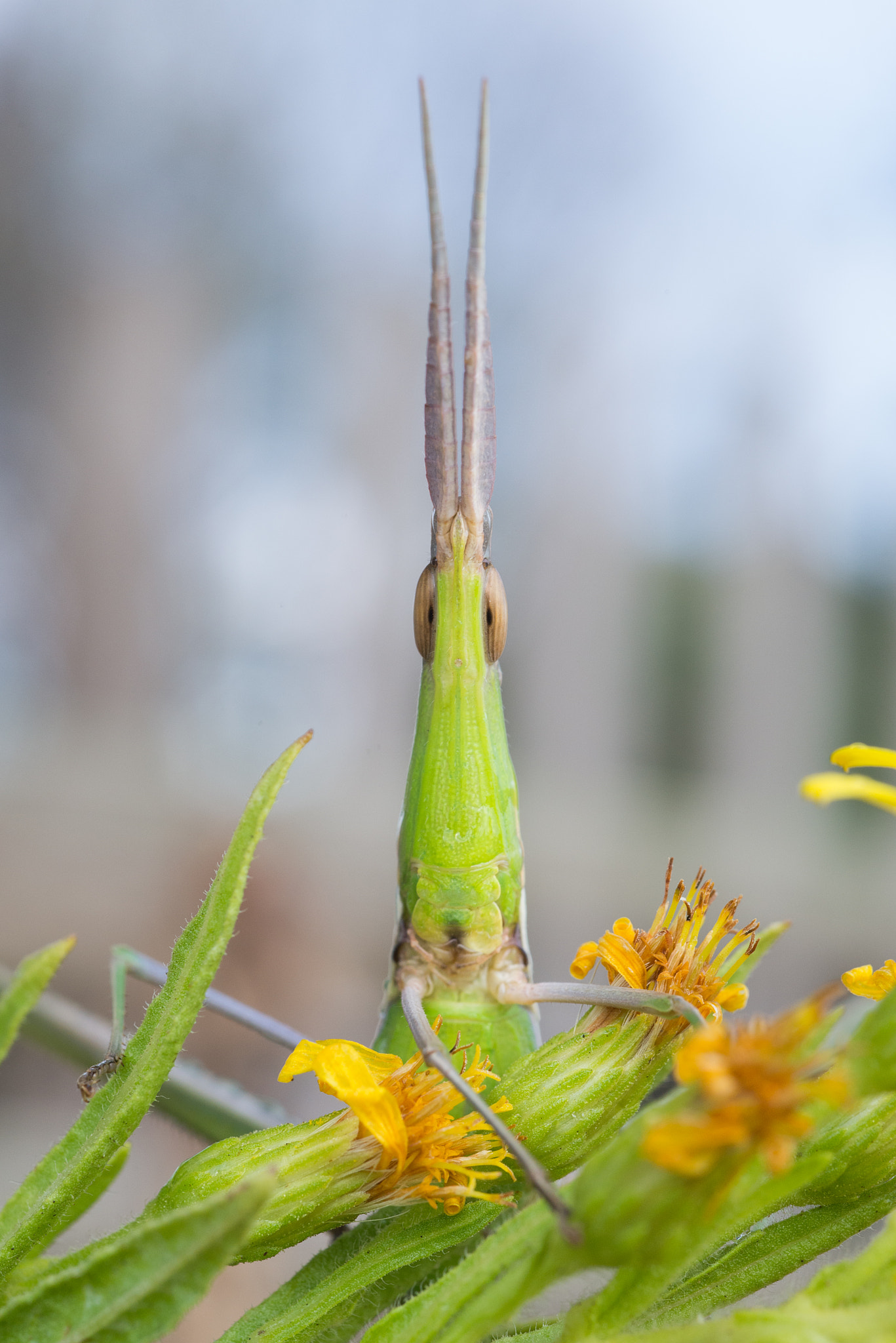 Nikon D610 + Nikon AF Micro-Nikkor 60mm F2.8D sample photo. Ciao photography