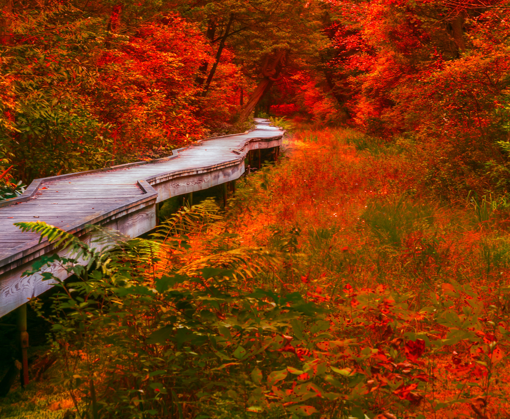 Sigma 70-300mm F4-5.6 APO DG Macro sample photo. Cedar swamp photography