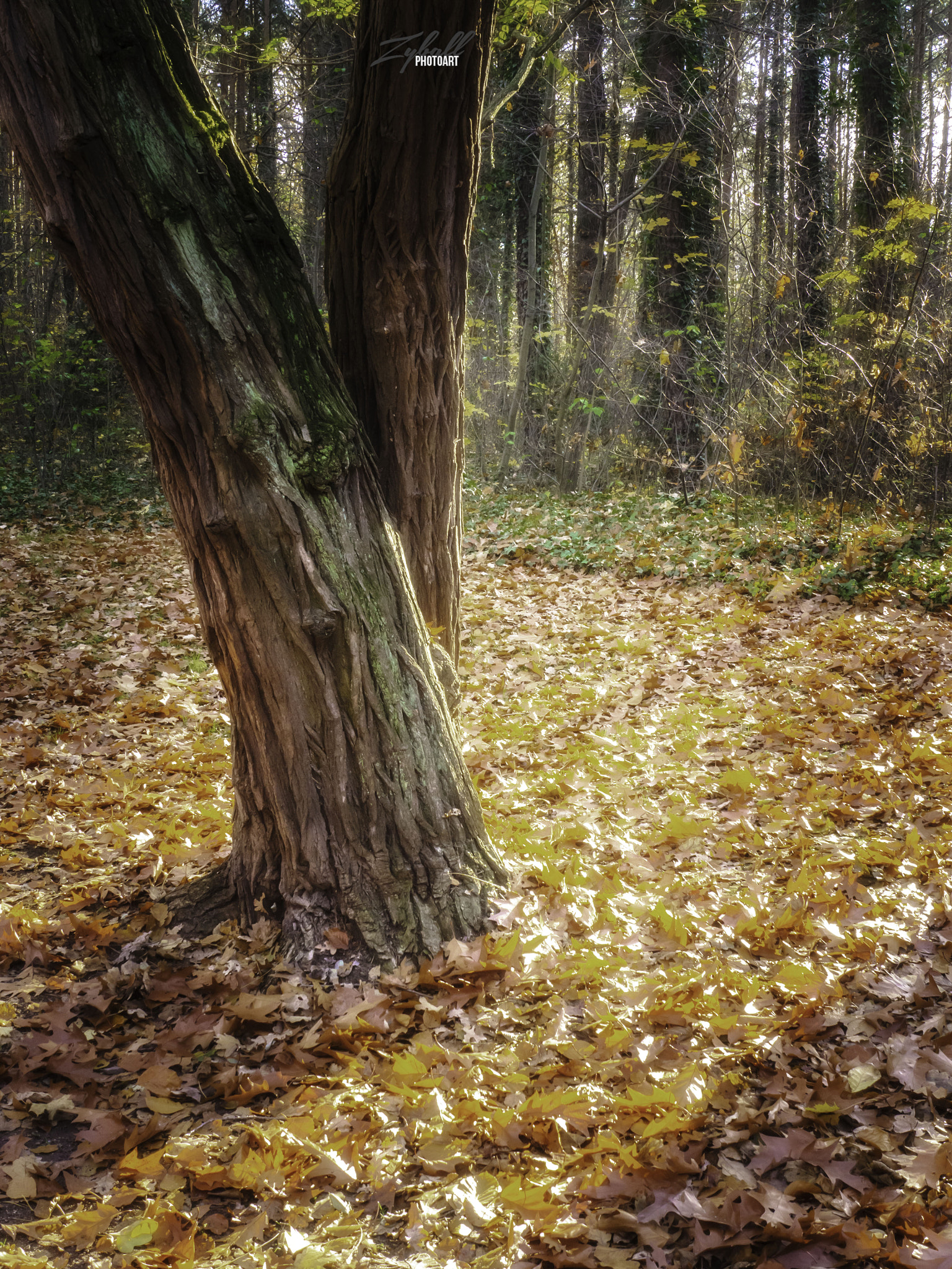 Panasonic Lumix DMC-GH3 sample photo. It`s autumn photography
