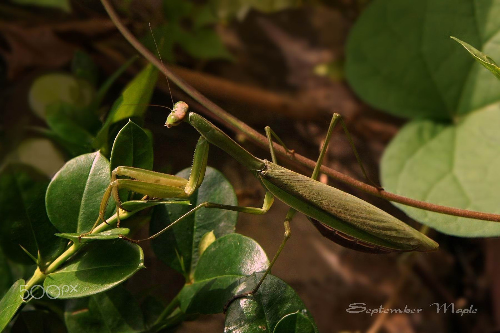 Sony NEX-5C + Sony E 18-55mm F3.5-5.6 OSS sample photo. 偶遇螳螂-随拍 2 photography