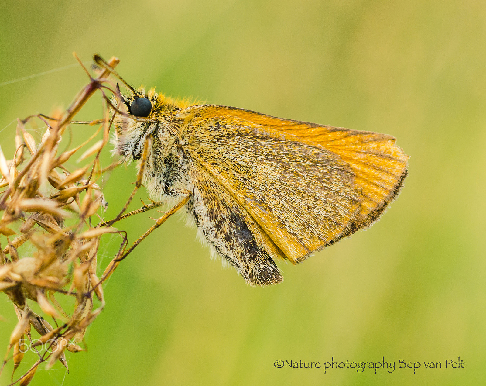 Nikon D7000 + Sigma 50mm F2.8 EX DG Macro sample photo. Essex skipper at a cloudy afternoon photography