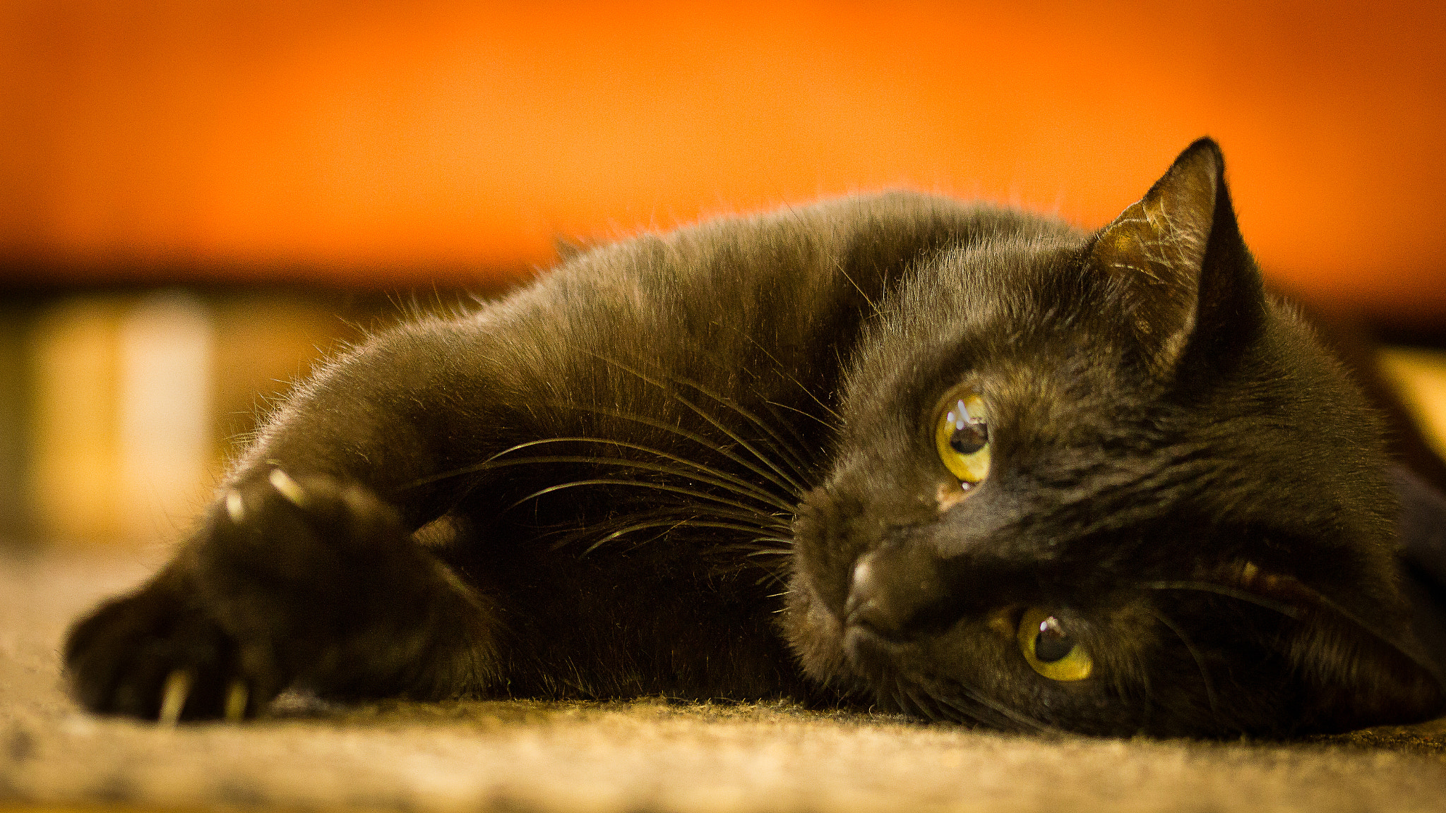 Sigma 105mm F2.8 EX DG OS HSM sample photo. Greta photography