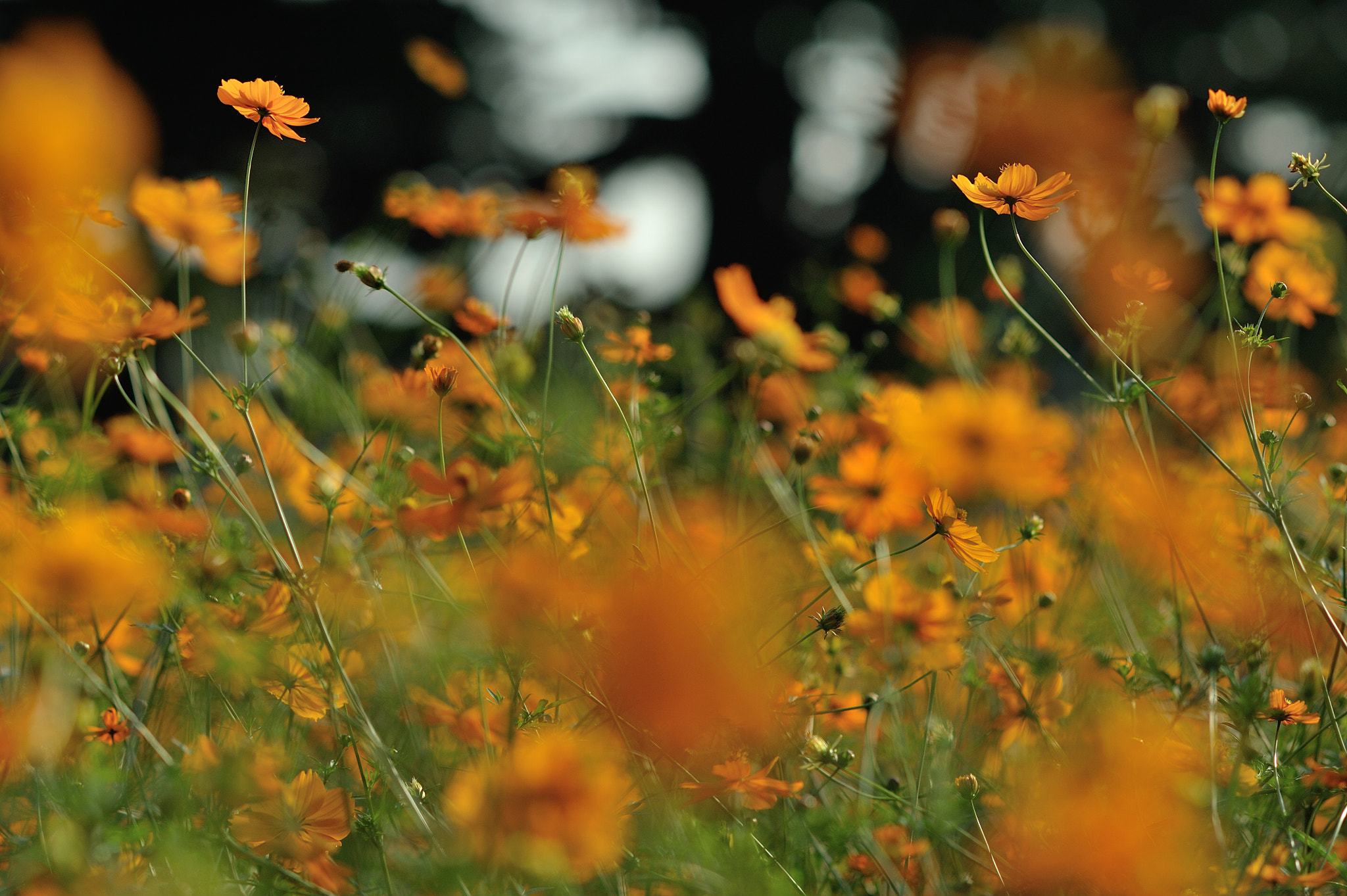 AF DC-Nikkor 135mm f/2D sample photo. A moment photography