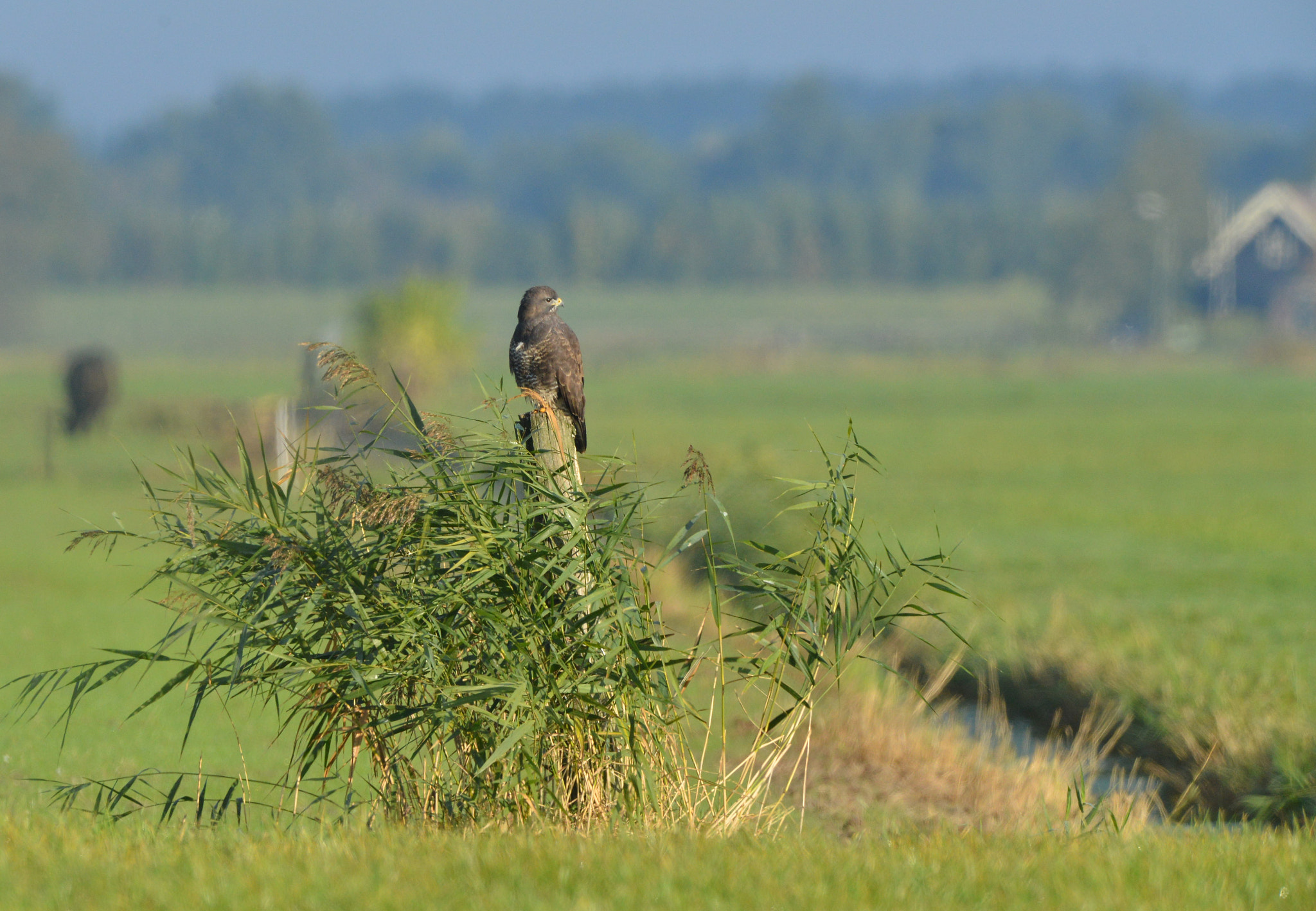 Nikon D600 + Nikon AF-S Nikkor 500mm F4G ED VR sample photo. Buizerd in landscape photography
