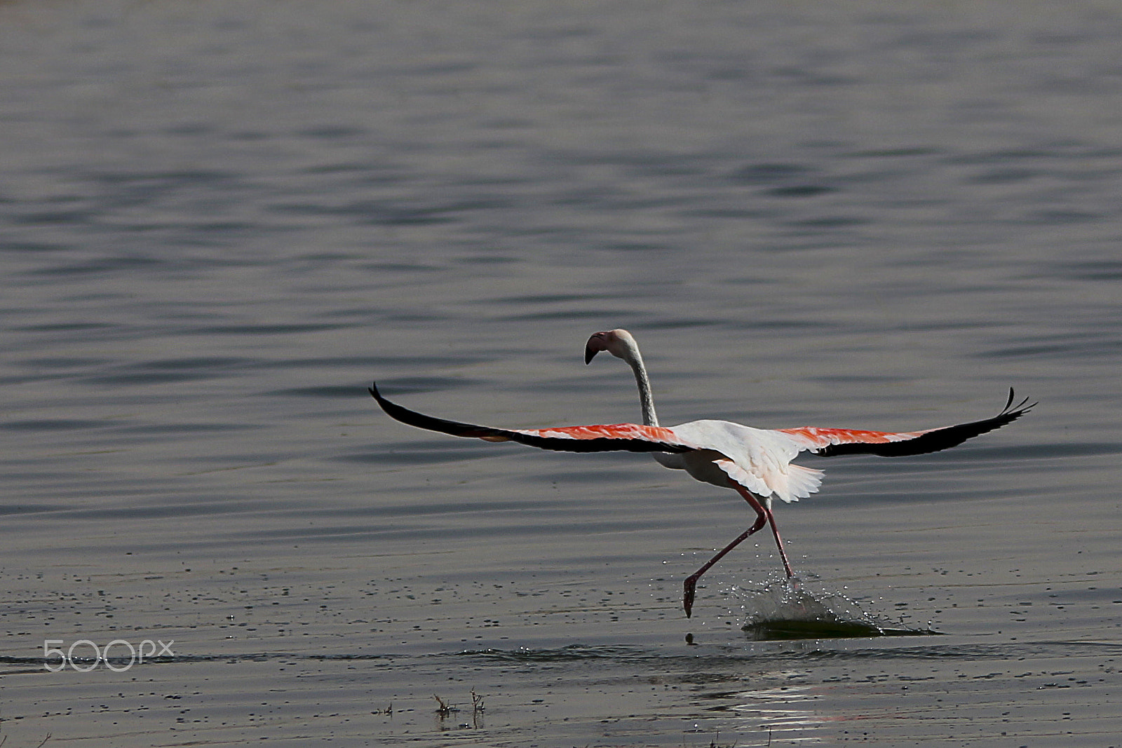 Canon EOS 700D (EOS Rebel T5i / EOS Kiss X7i) + Sigma 150-500mm F5-6.3 DG OS HSM sample photo. Flamant rose photography