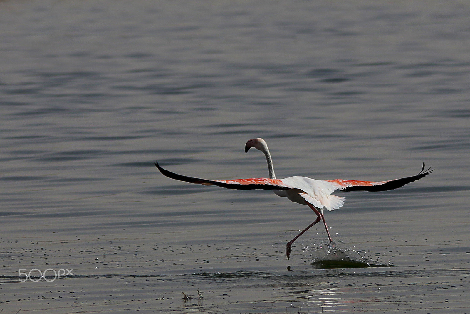 Sigma 150-500mm F5-6.3 DG OS HSM sample photo. Flamant rose photography