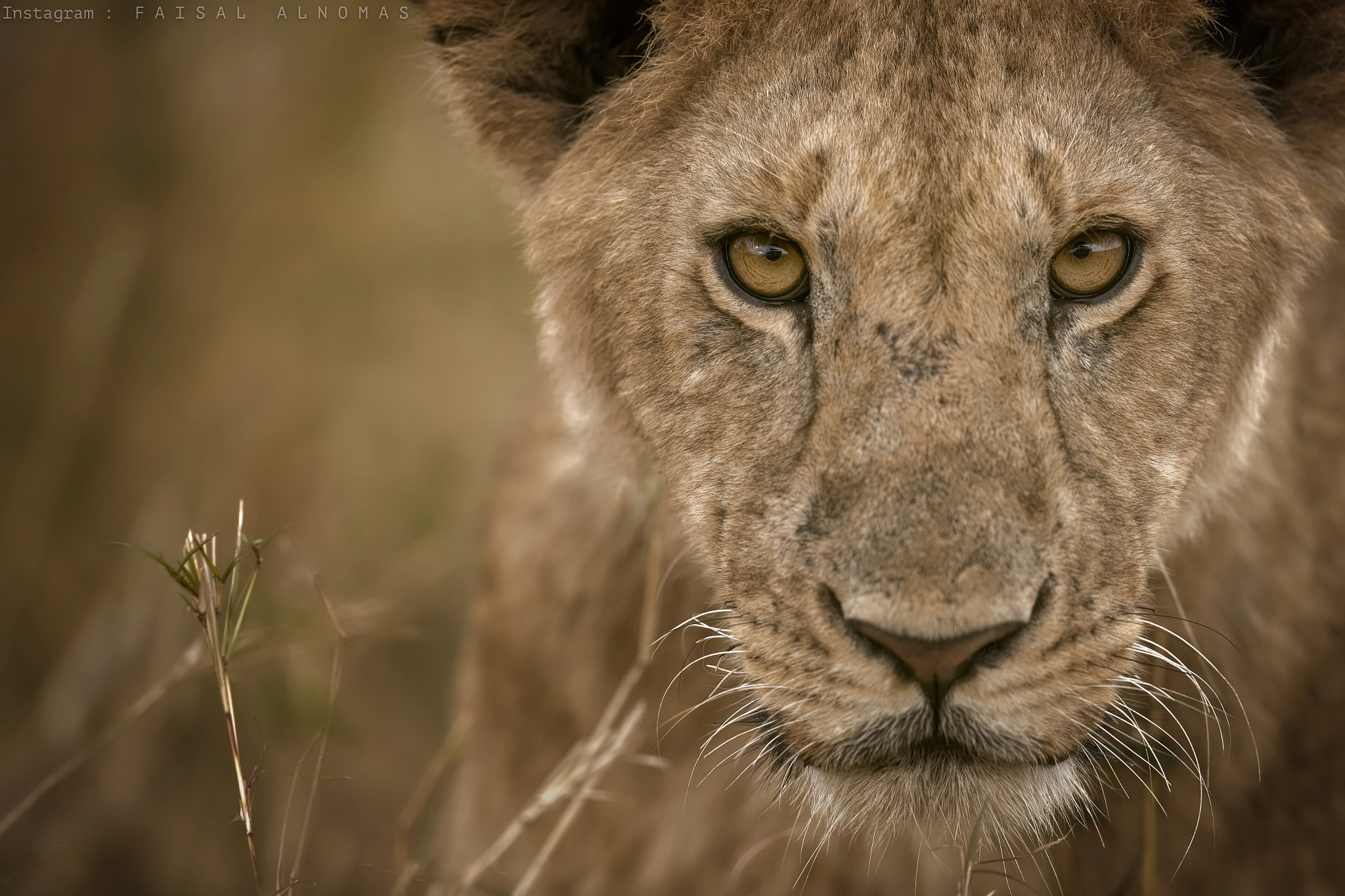 Canon EF 500mm F4L IS II USM sample photo. Contact eyes photography