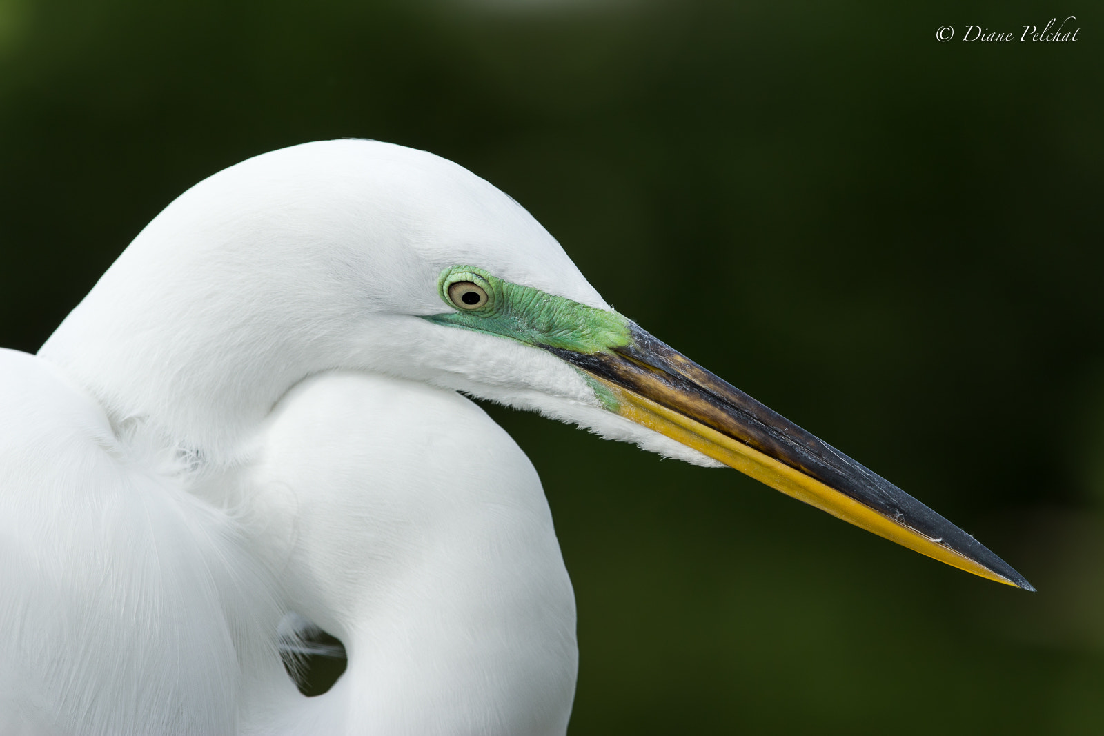 Canon EF 300mm F2.8L IS II USM sample photo. Bridal plumage photography