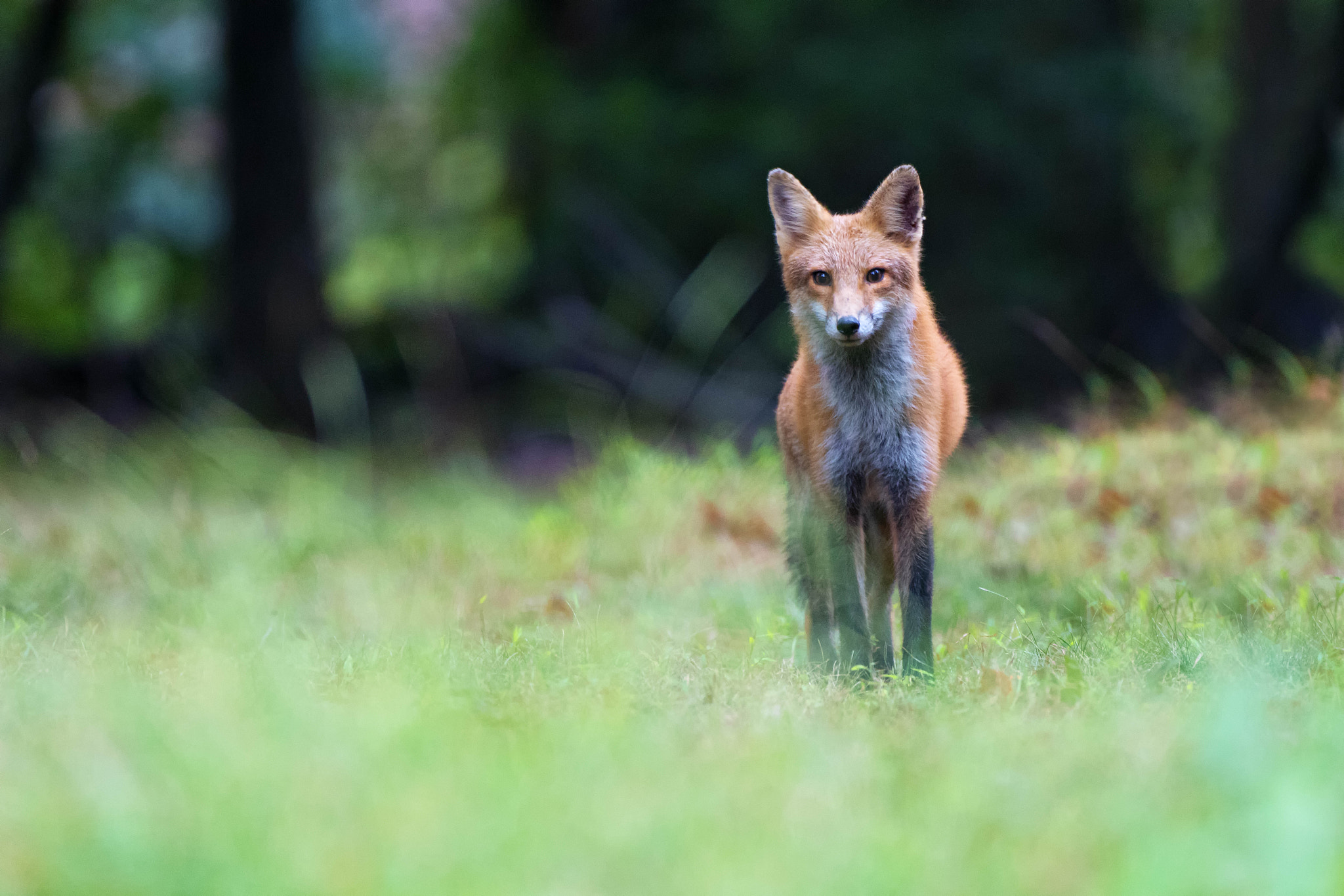 Canon EOS 80D + Canon EF 500mm F4L IS USM sample photo. Patches standing photography