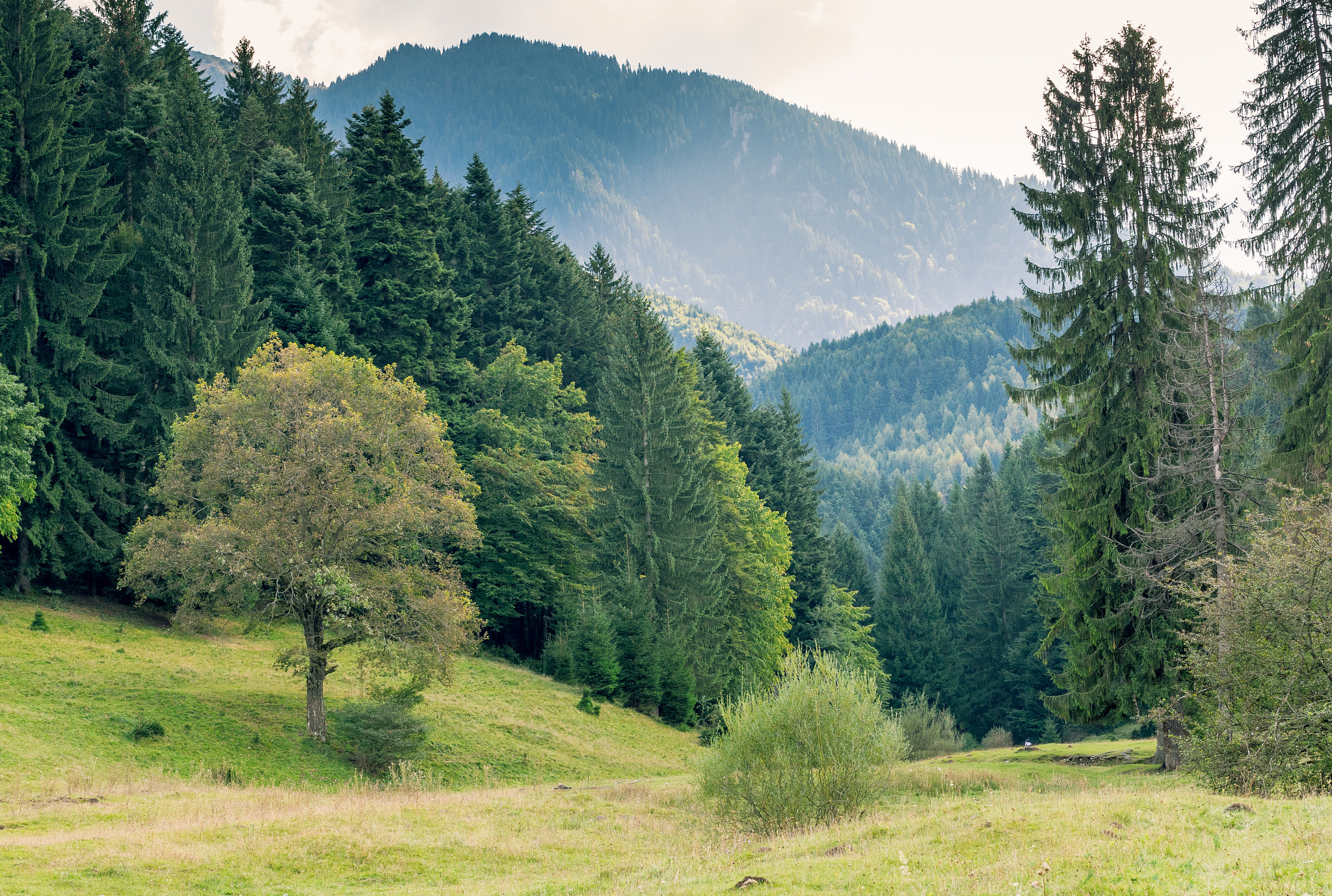 Panasonic Lumix G 42.5mm F1.7 ASPH Power OIS sample photo. Romanian carpathians photography