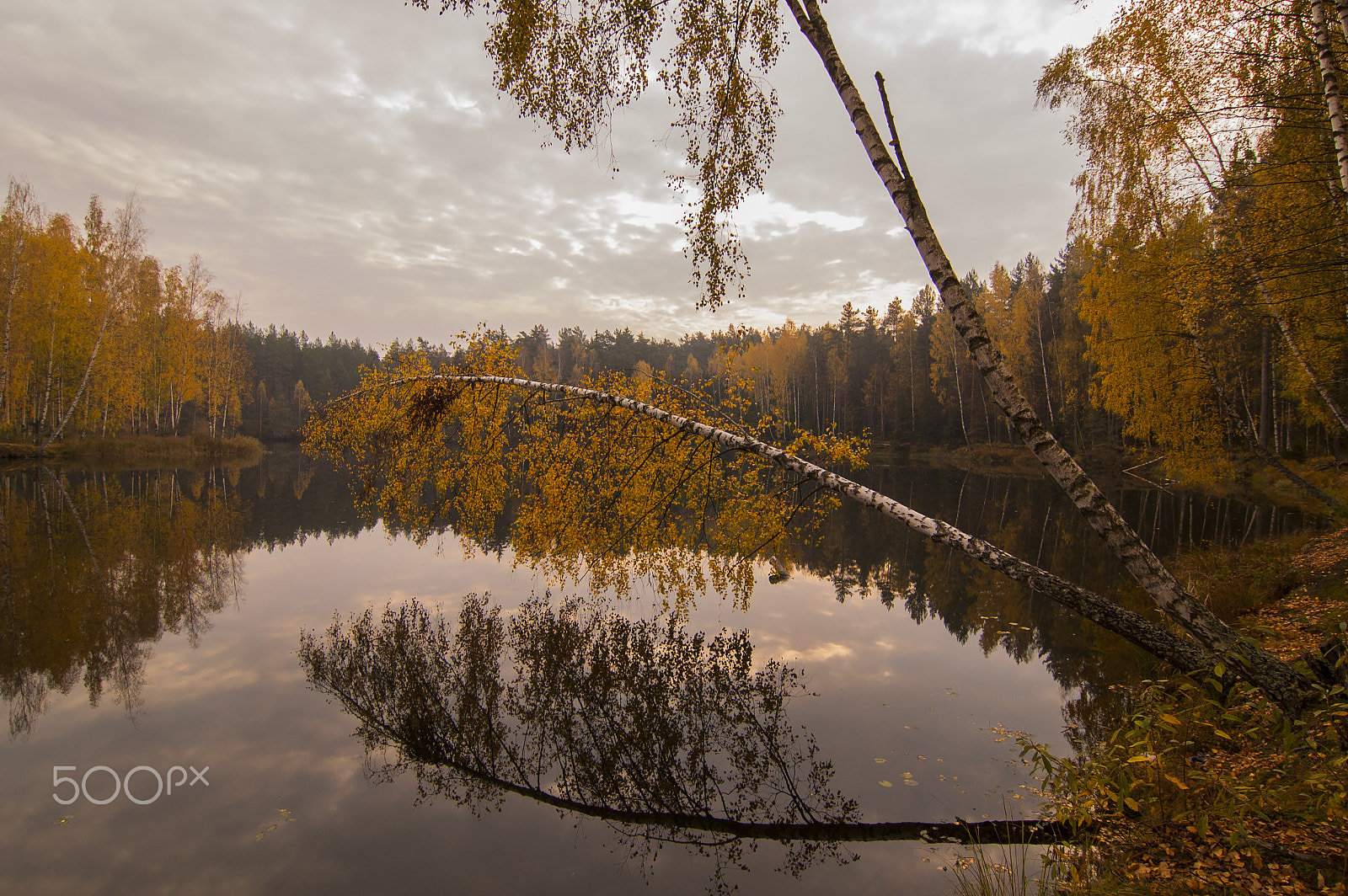 Nikon D70 sample photo. Forest lake. photography