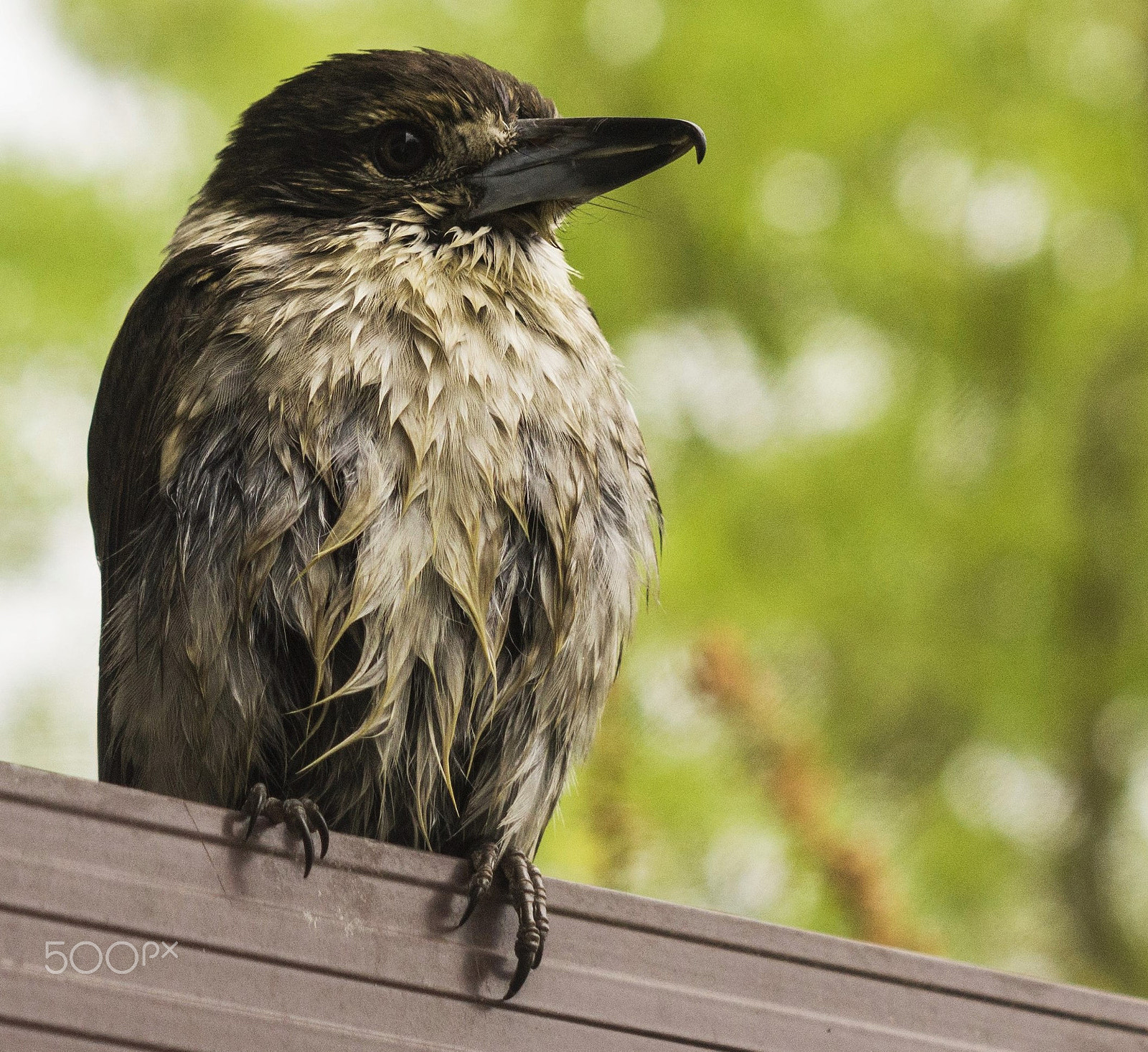 Sony SLT-A65 (SLT-A65V) sample photo. Young butcher bird photography