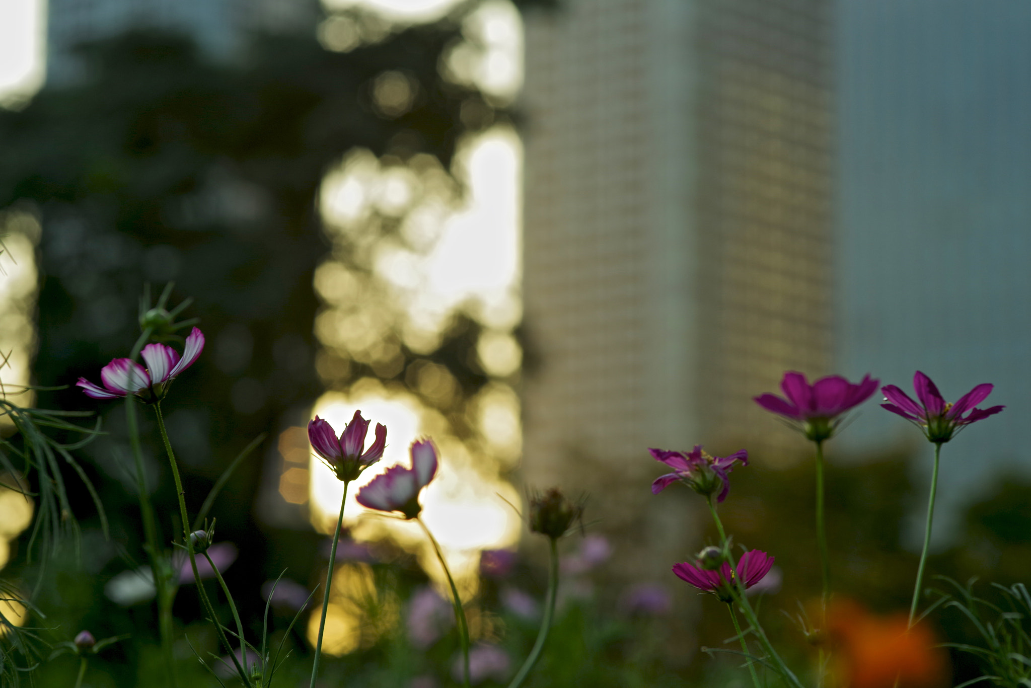 Pentax K-1 + Sigma sample photo. Urban cosmos photography